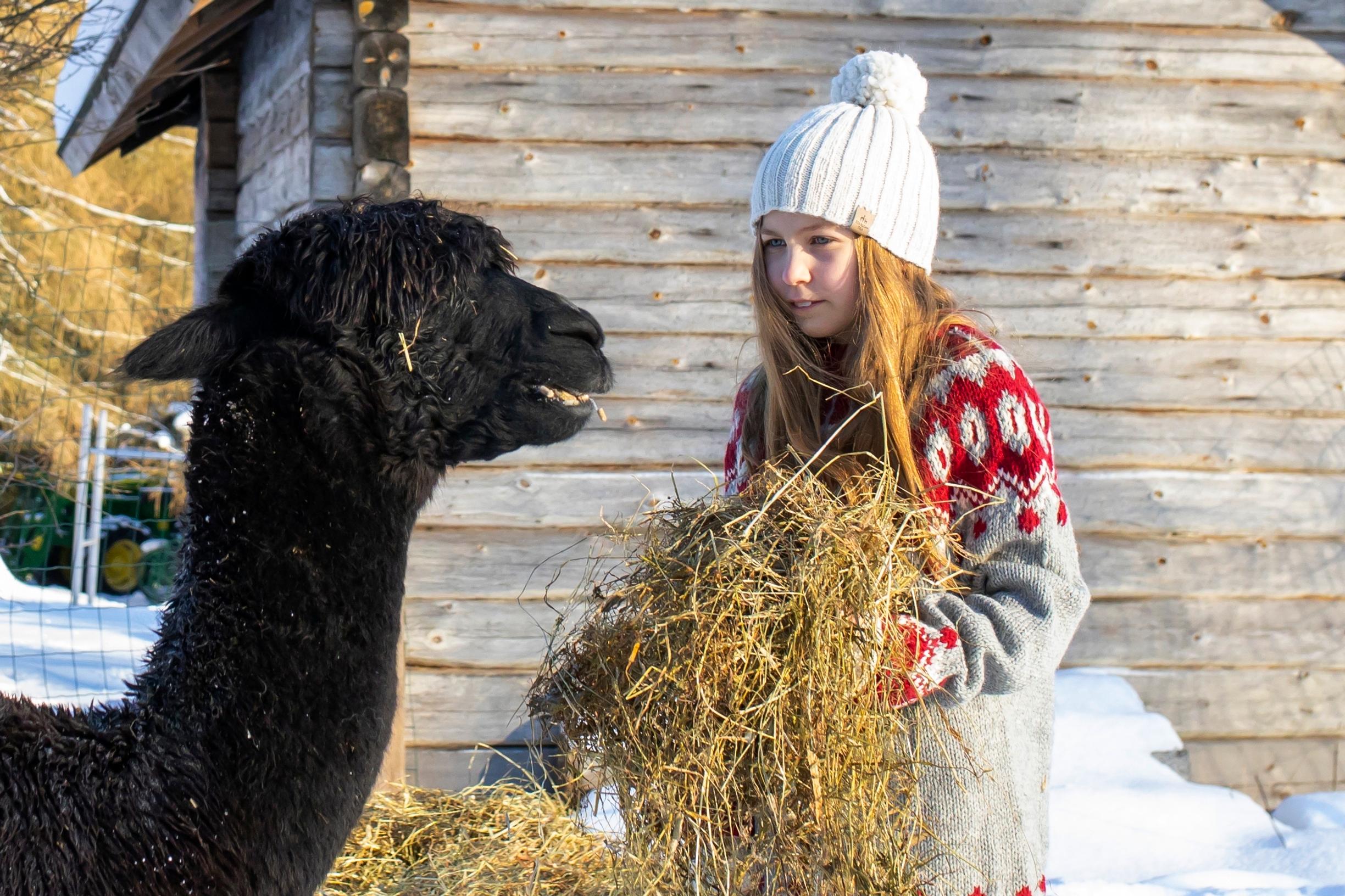 Olivia feeding an alpaca