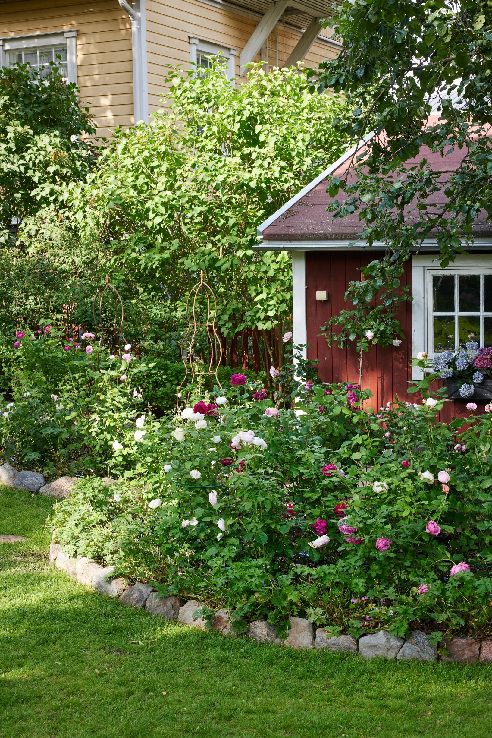 Rose garden
