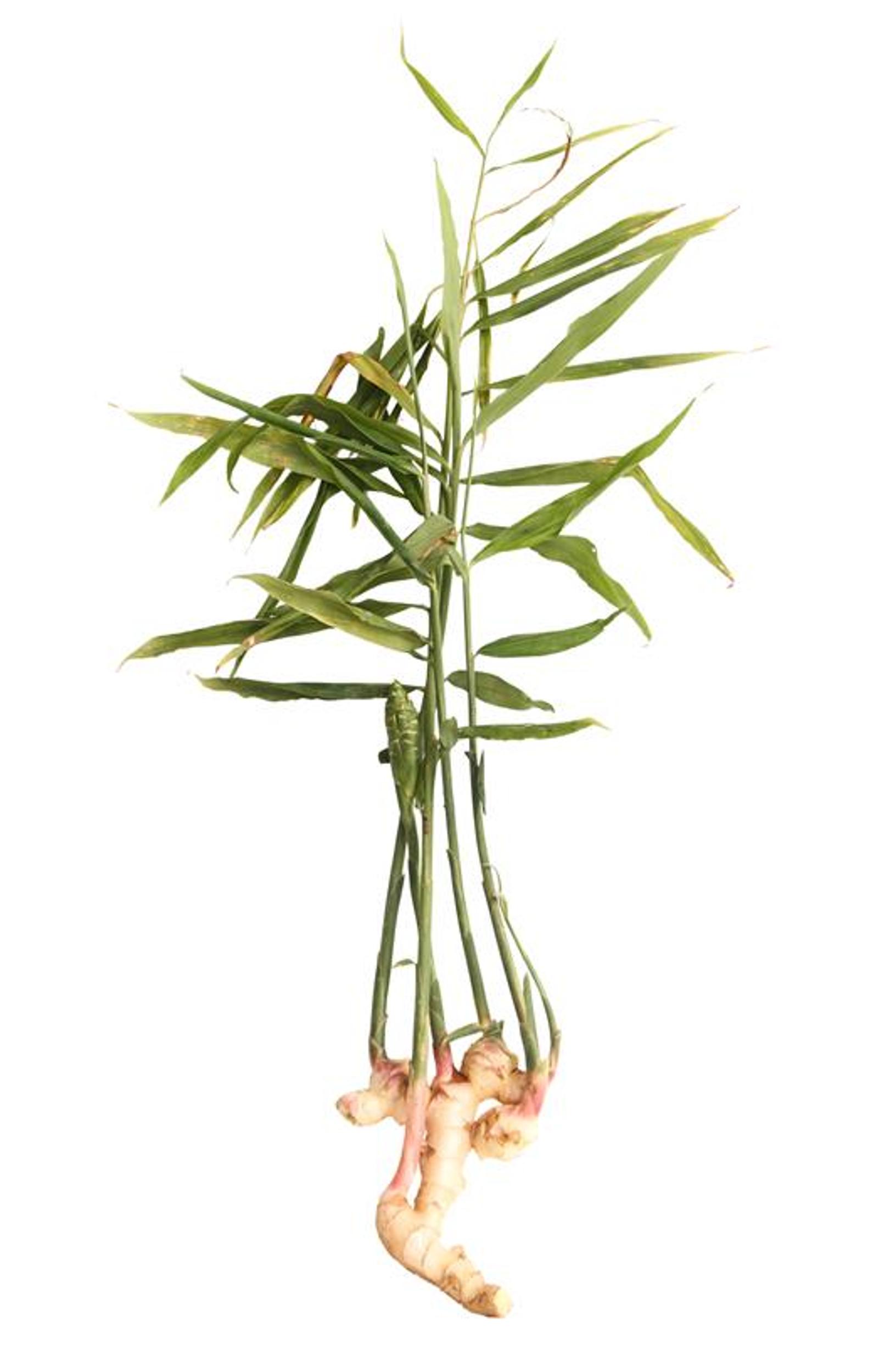 Planting ginger root: leaves and rhizome