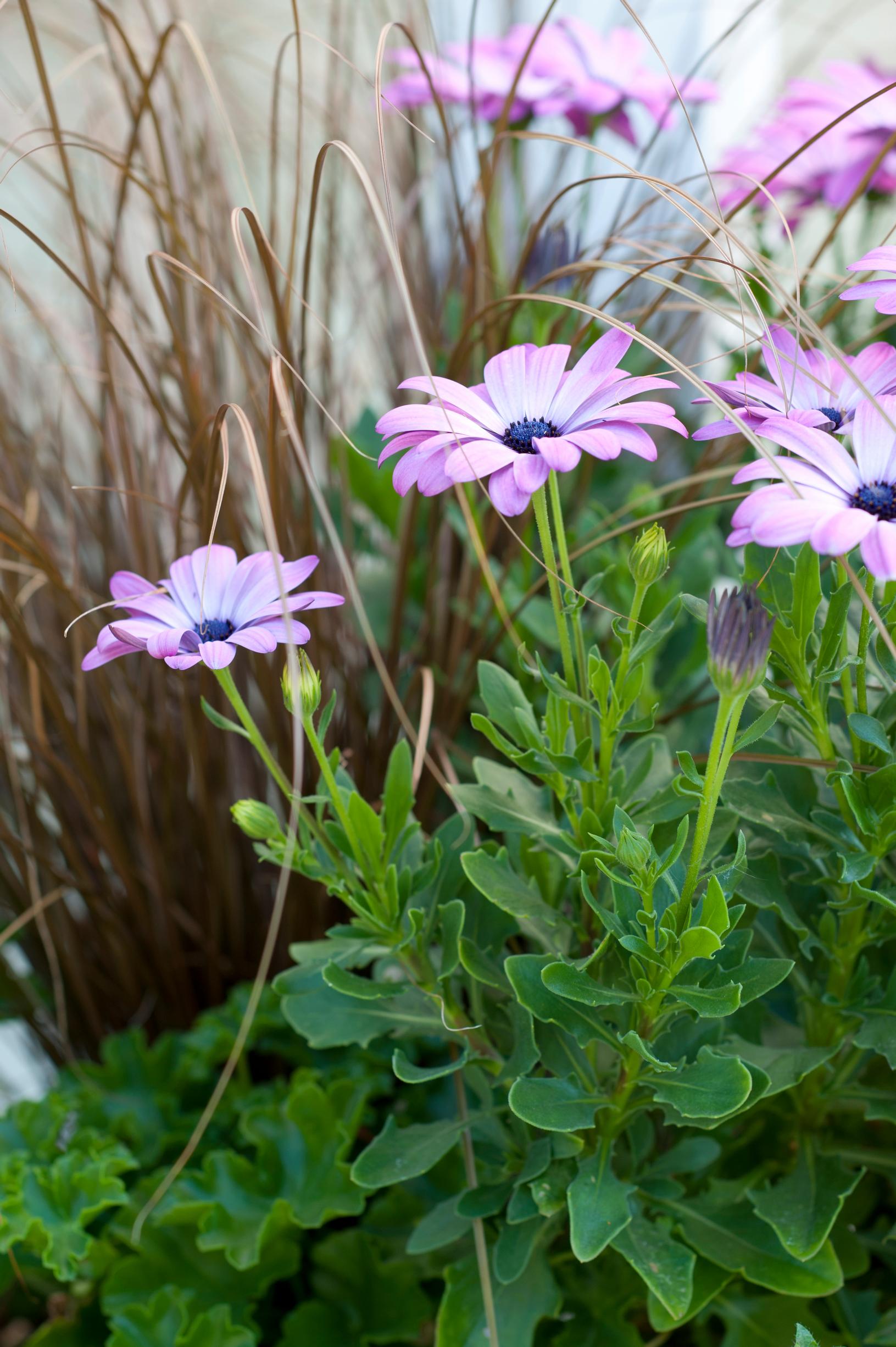 Flowers for sunny areas: Cape Marguerite