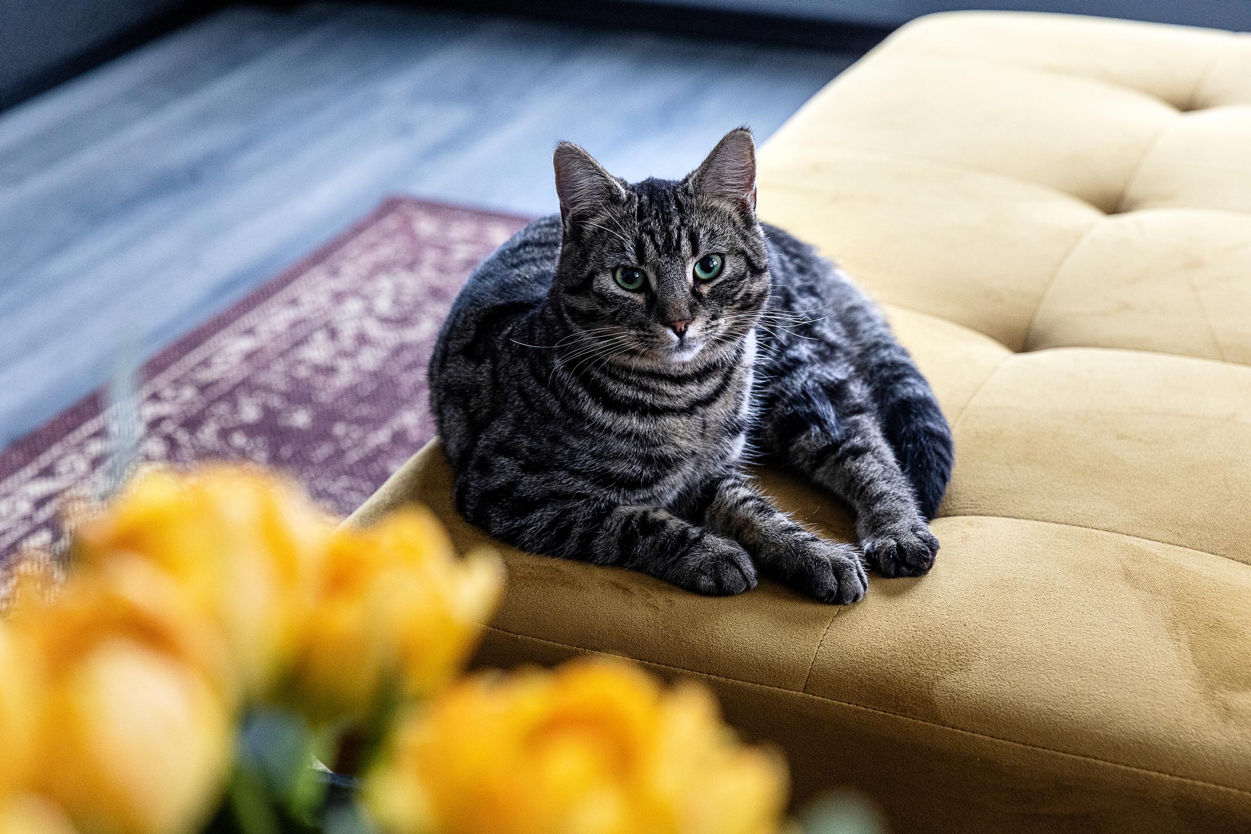A cat on the yellow sofa.