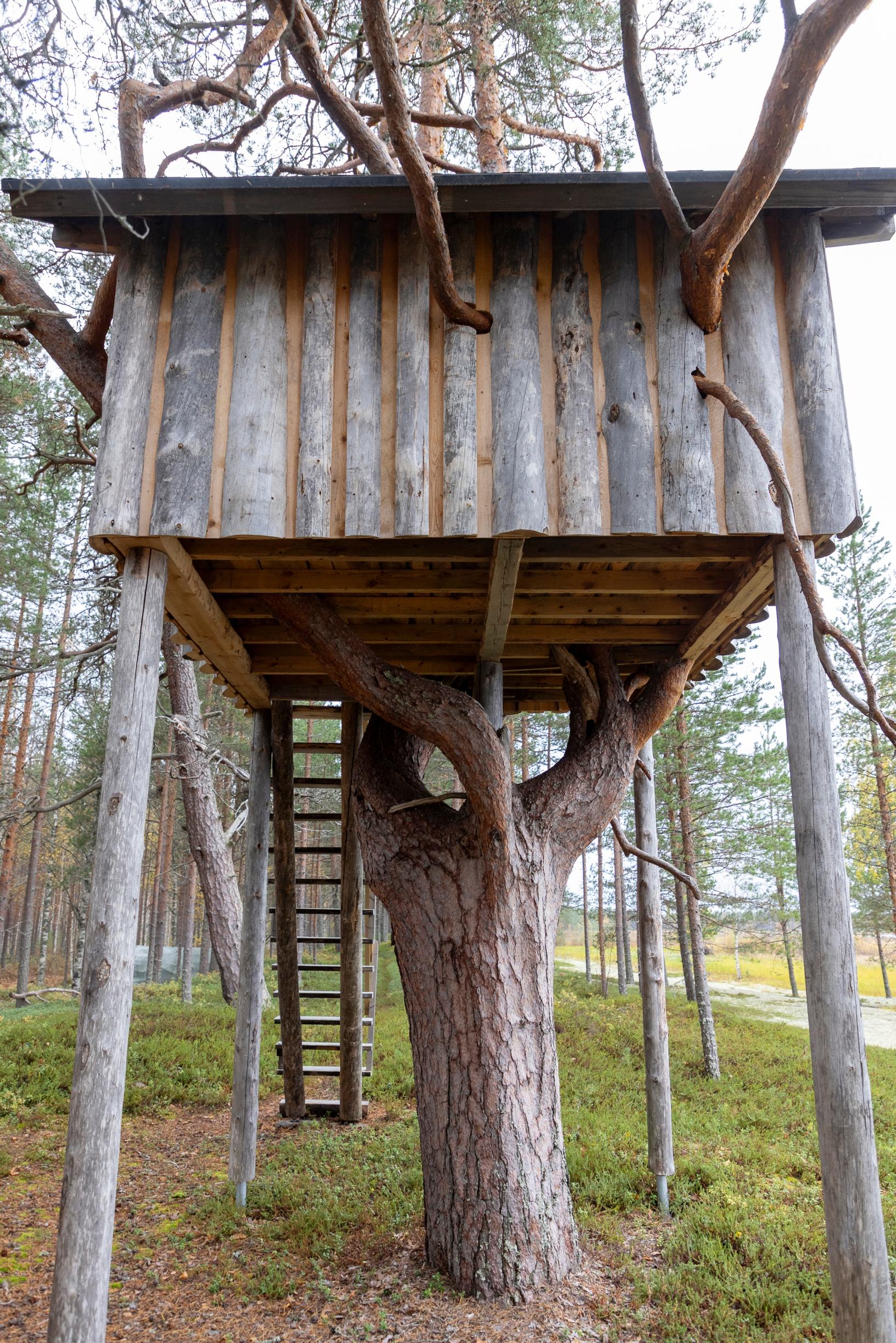 A treehouse around a sturdy pine, with a ladder
