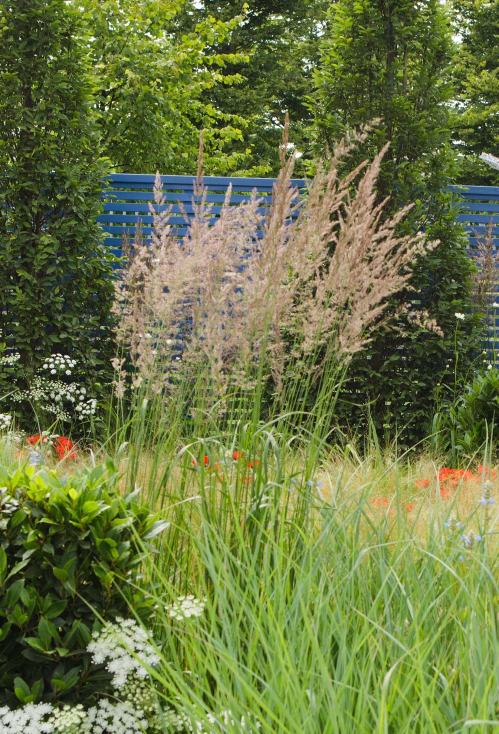 feather reed grass ‘Karl Foerster’
