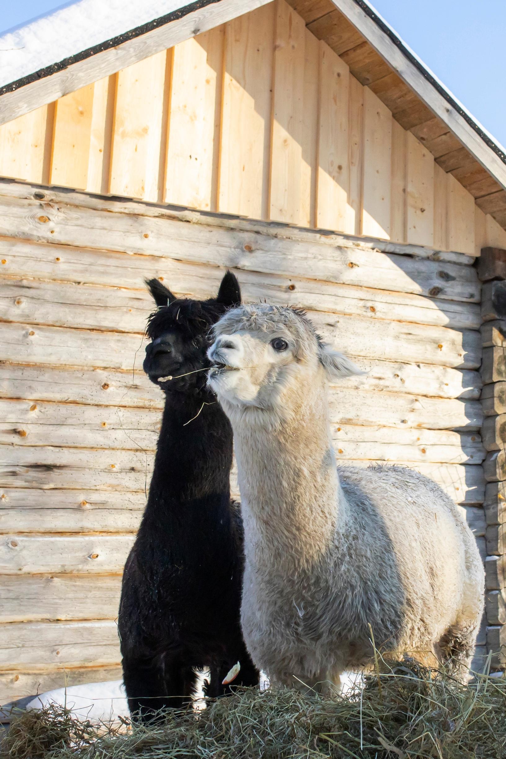 A black and a light-colored alpaca