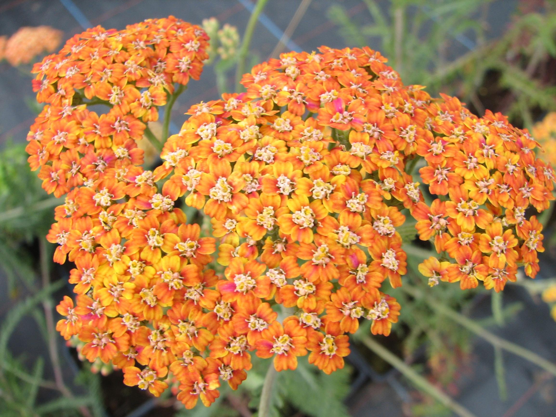 Easy grow perennial flowers