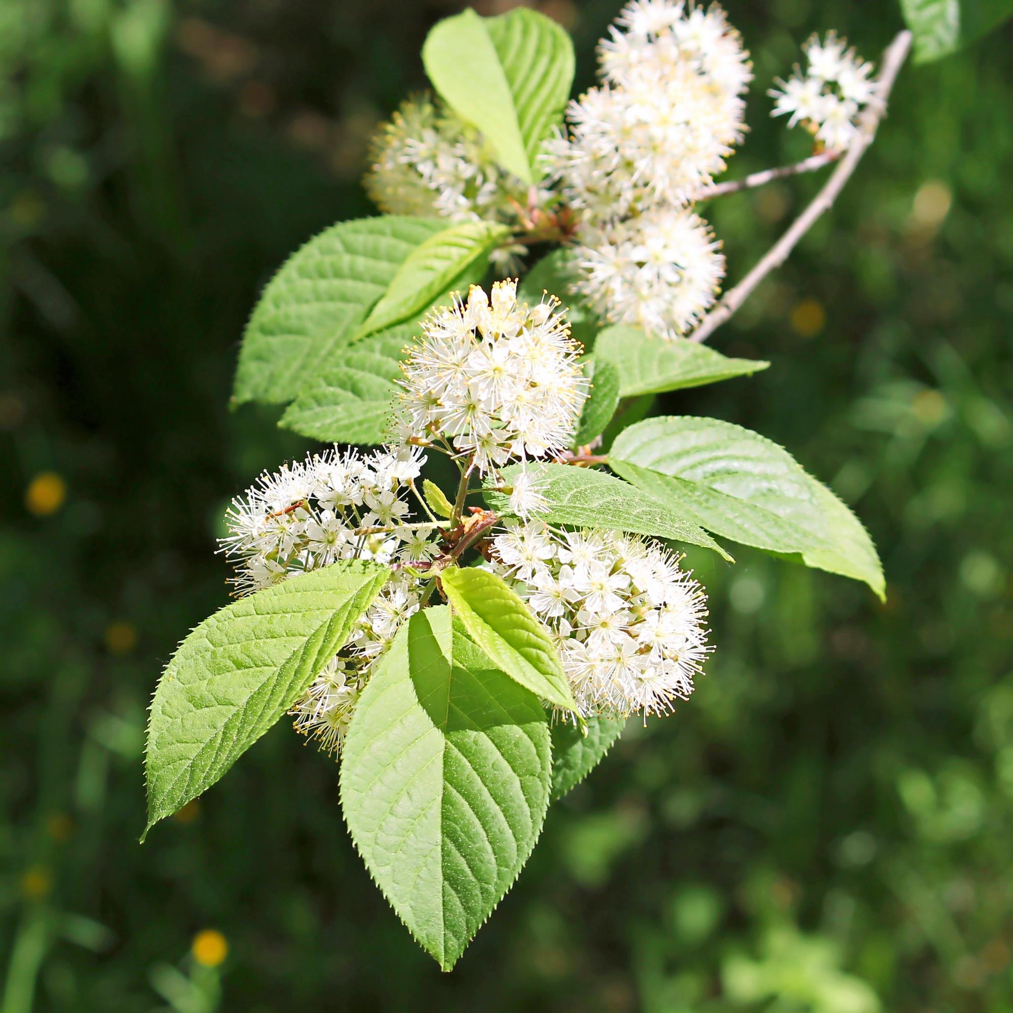flowering trees for cold climate
