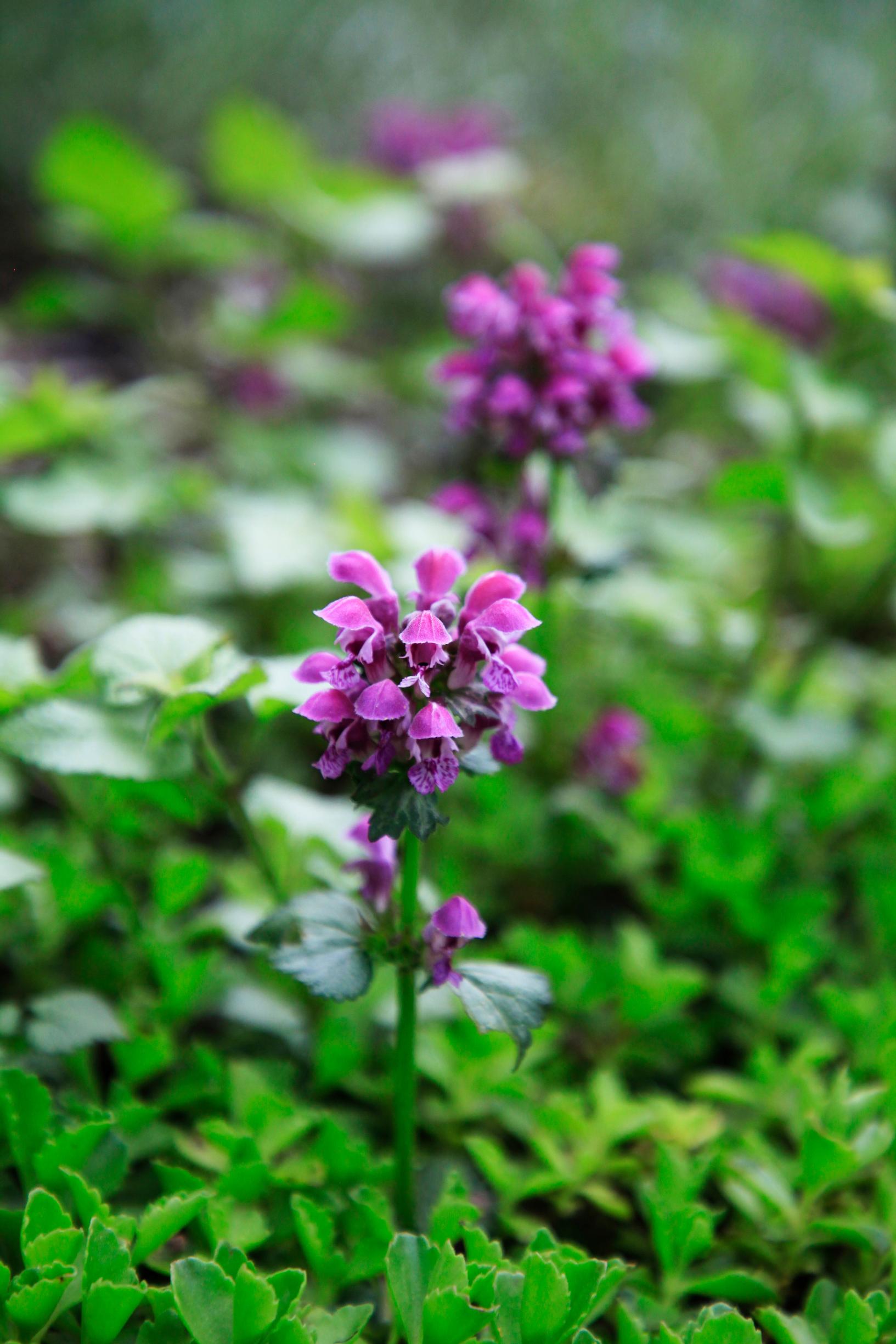 Violet and purple flowers offer a pleasing contrast next to the yellow. Pictured here is spotted deadnettle.