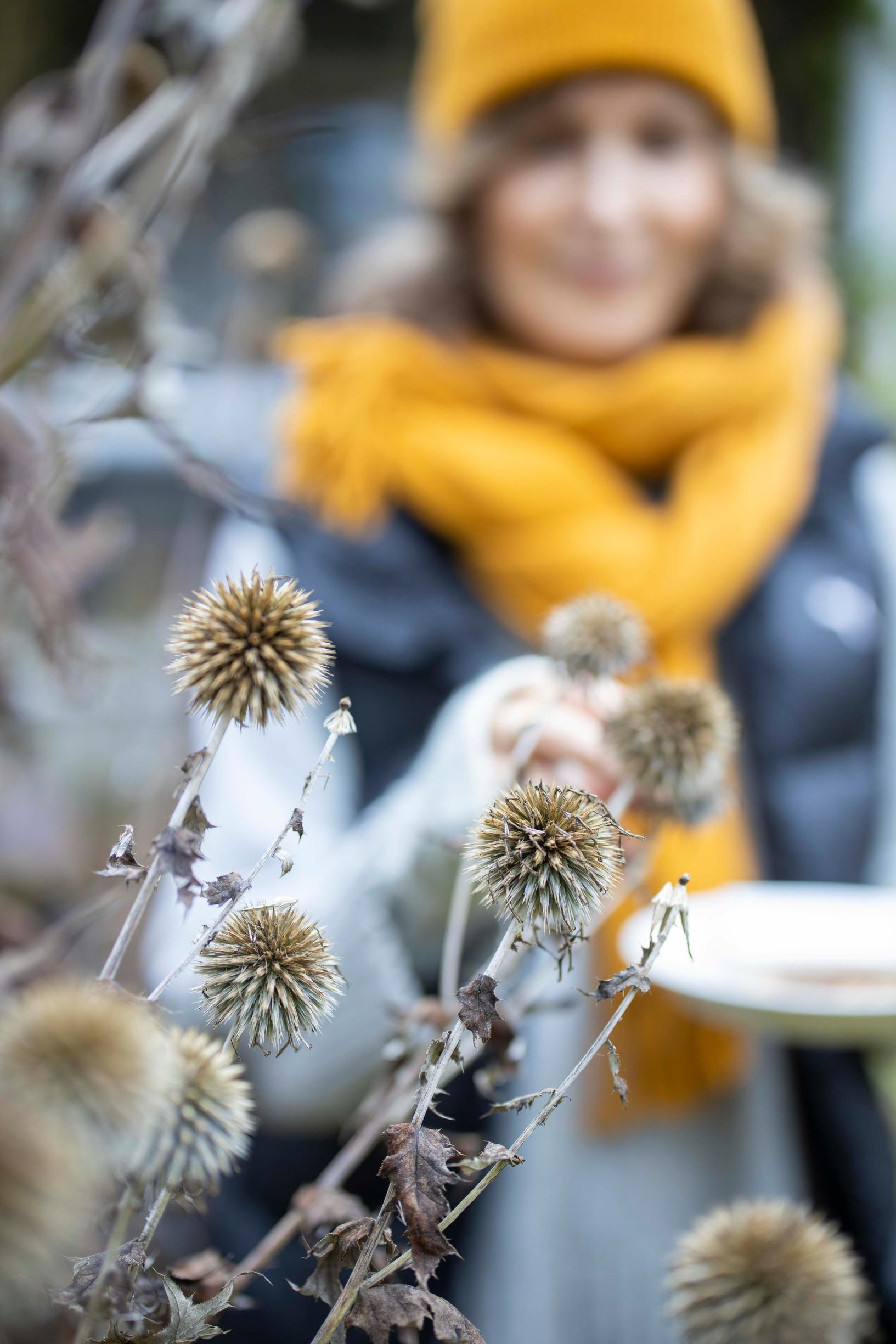 Globe thistle in winter