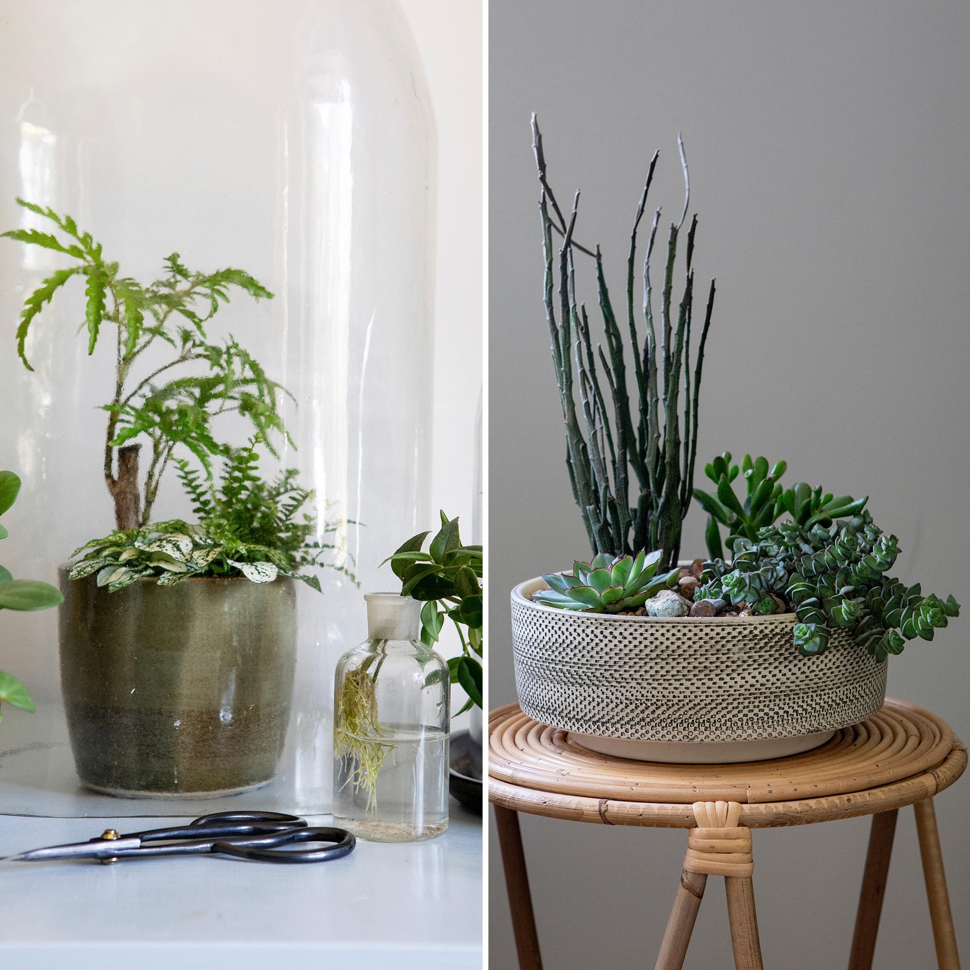 Combine different houseplants in one pot for a unique arrangement—check out these plant ideas and care tips!