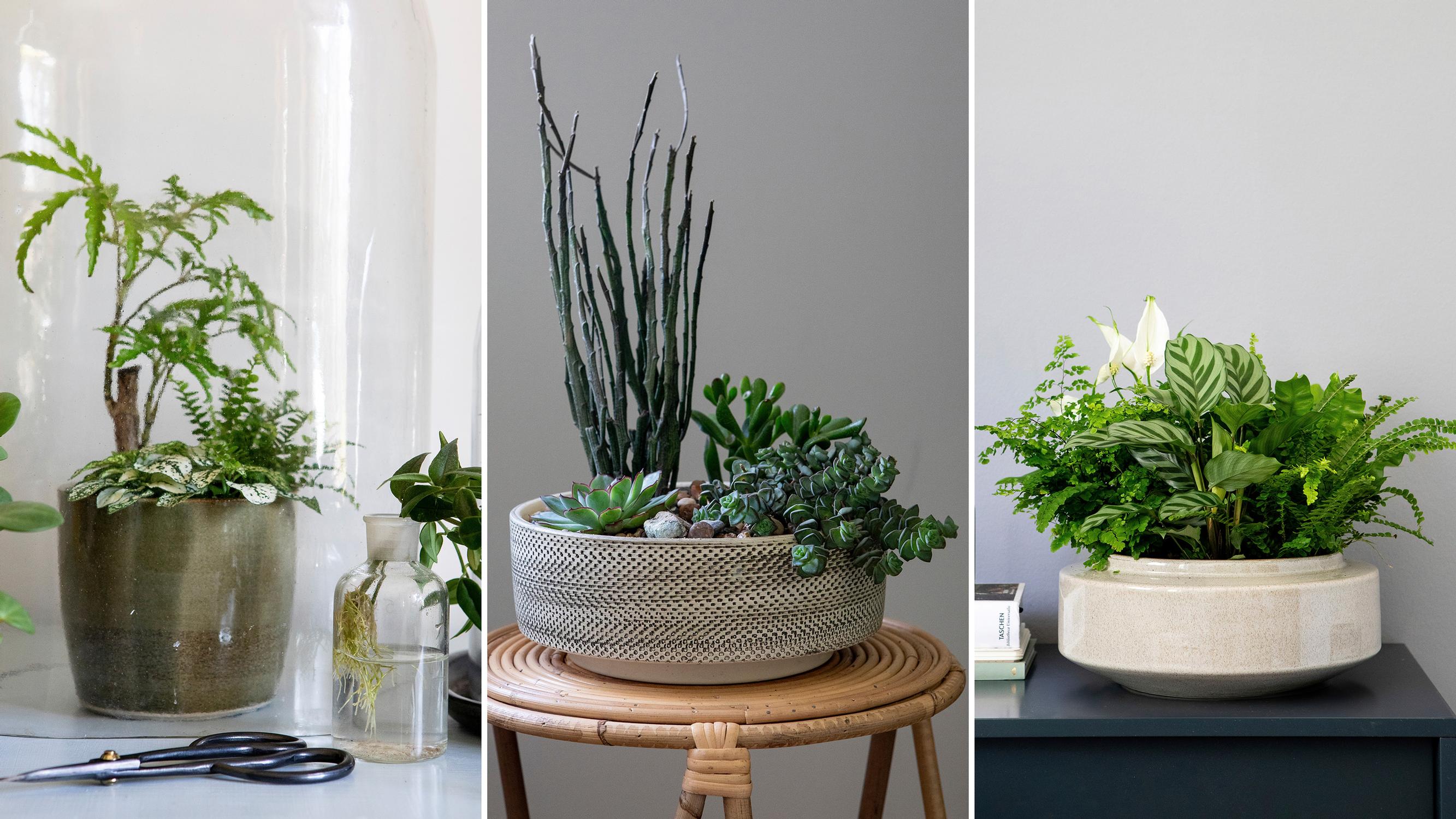 Combine different houseplants in one pot for a unique arrangement—check out these plant ideas and care tips!