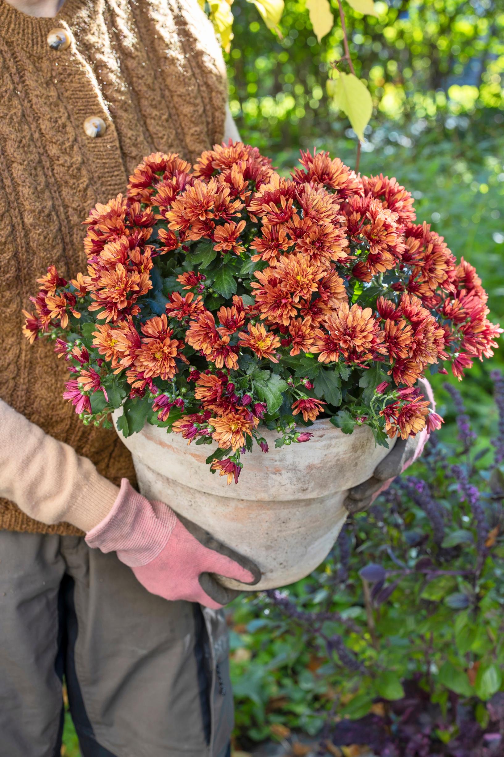 autumn chrysanthemum