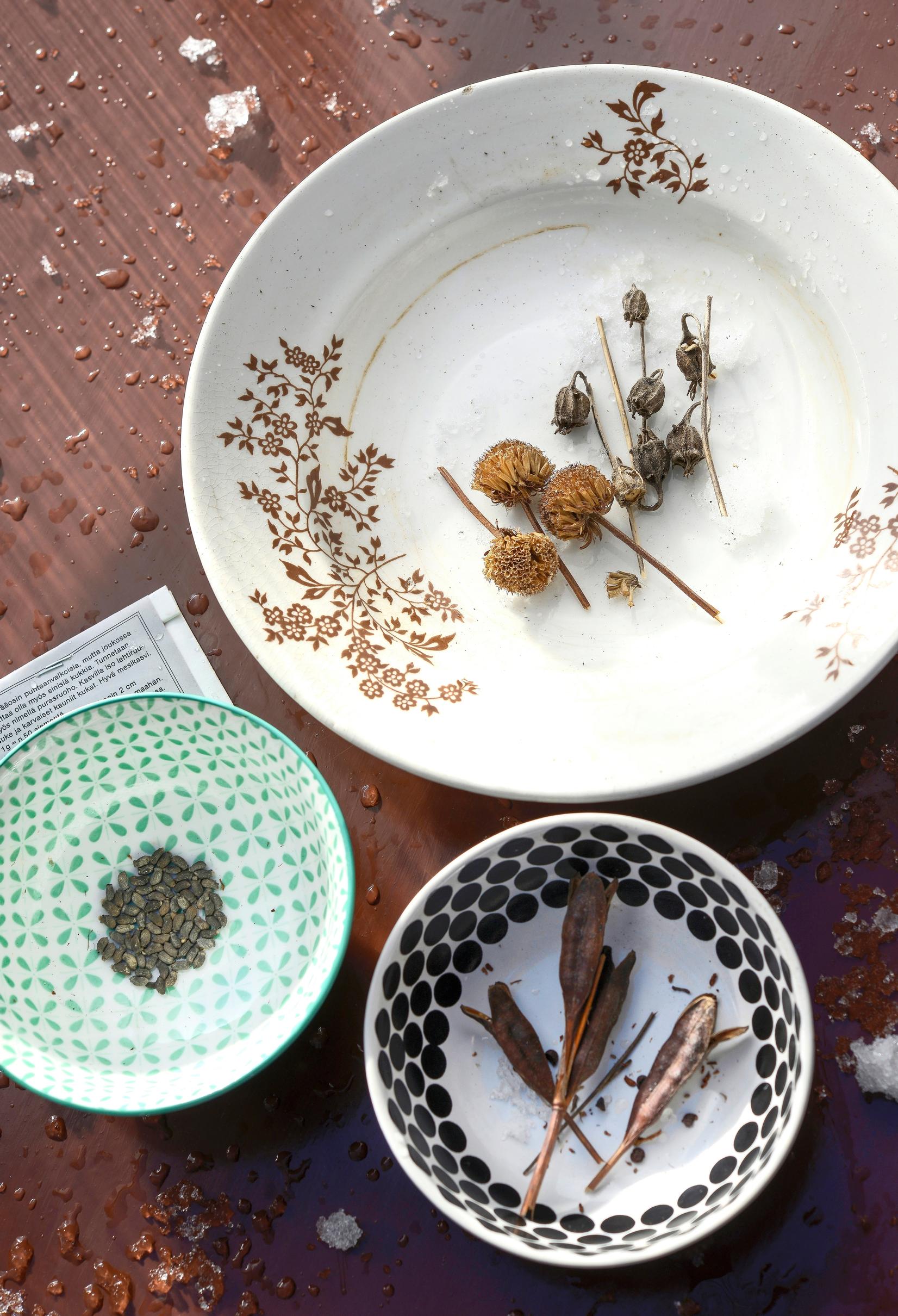 Perennial seeds undergoing cold stratification outdoors.