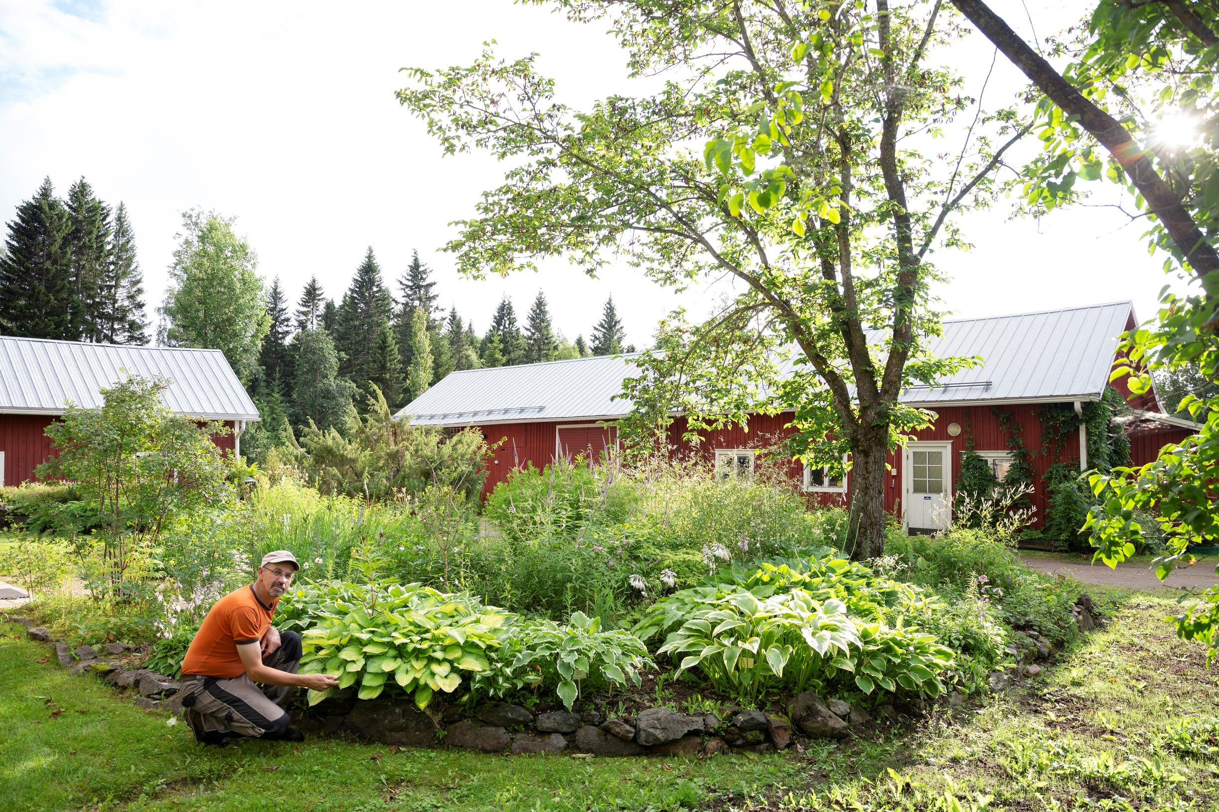hostas, hosta, elm, Jari Särkkä, Särkän perennataimisto