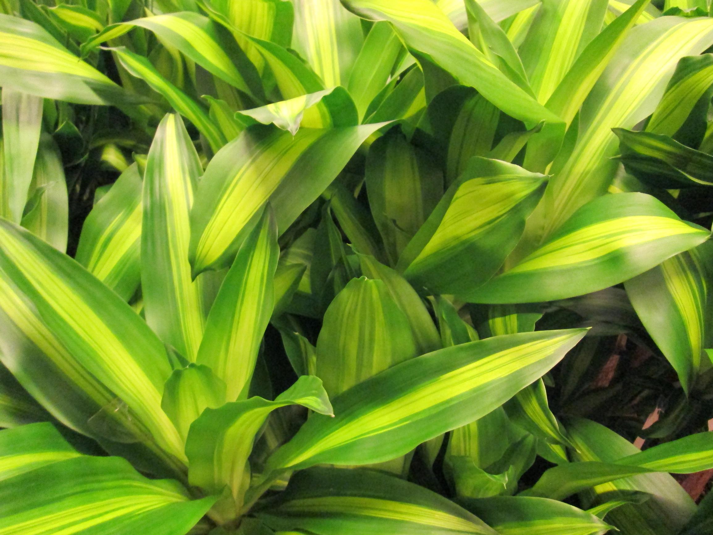 Dracaena care