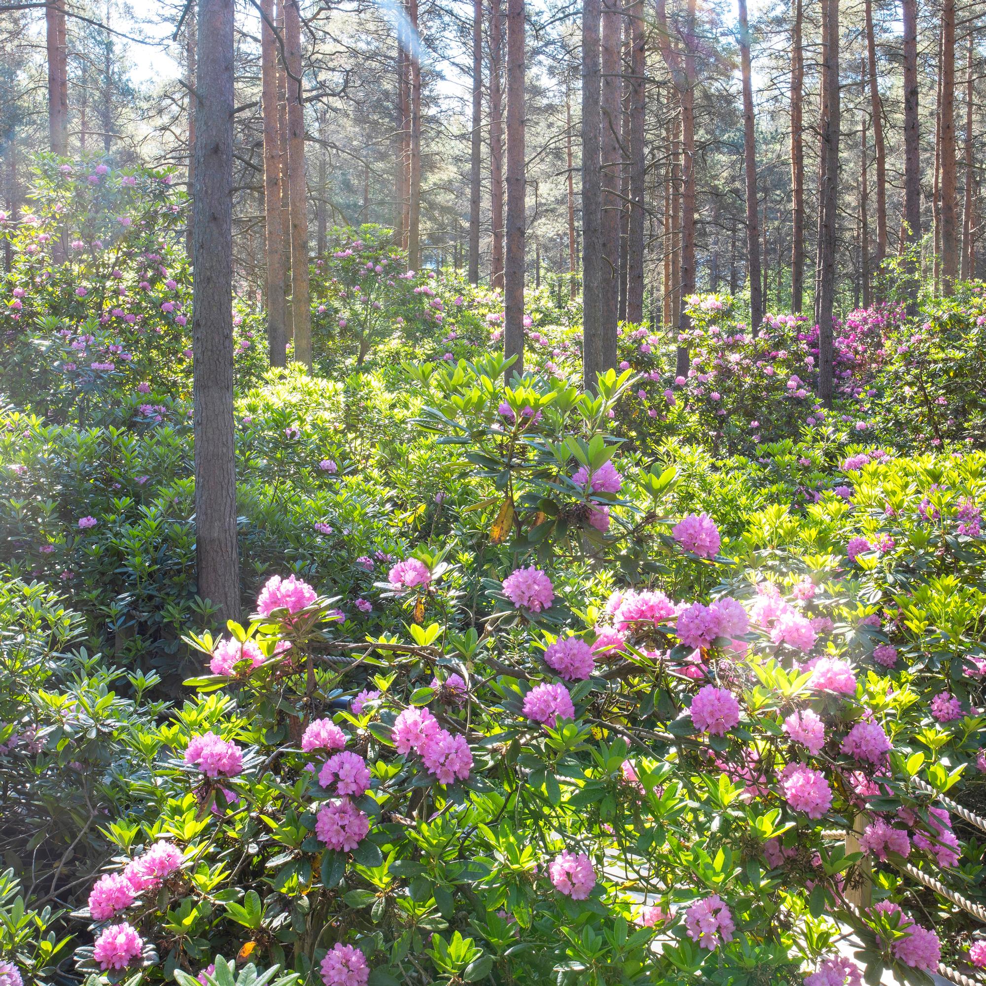 This flower park is a scientific test site—“I’ve never heard of anything like it”