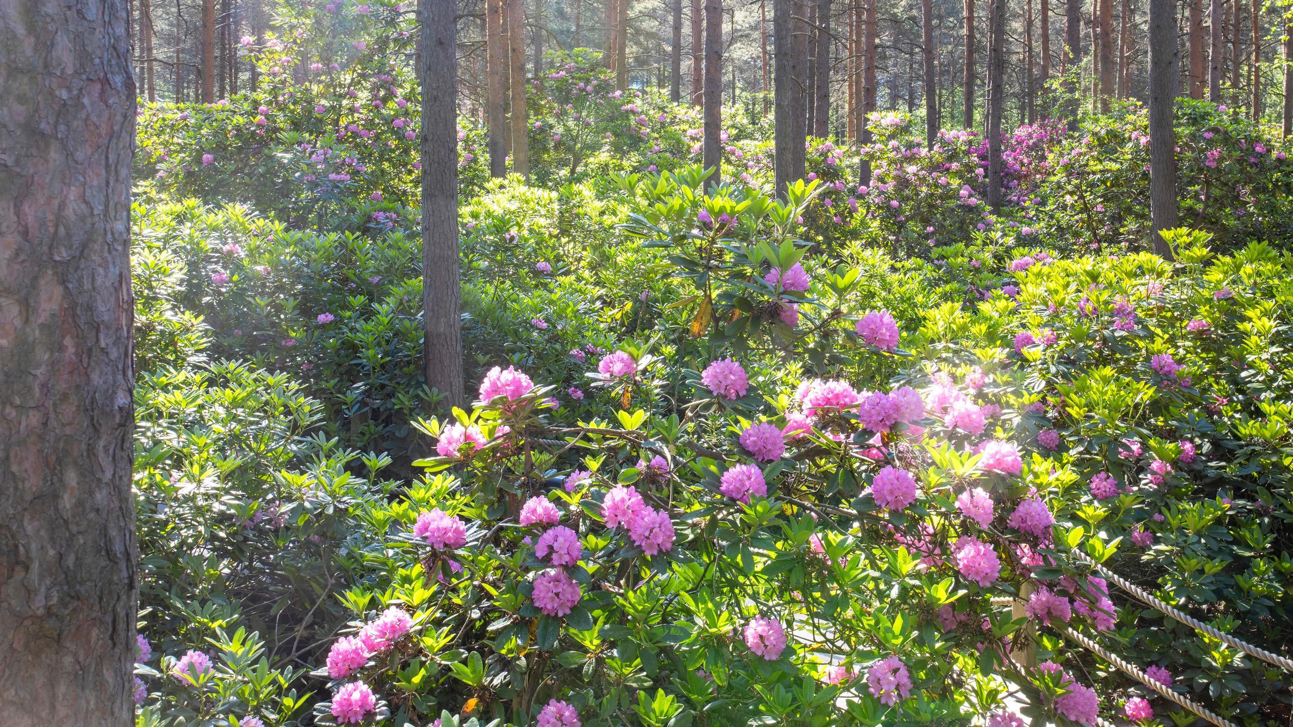 This flower park is a scientific test site—“I’ve never heard of anything like it”