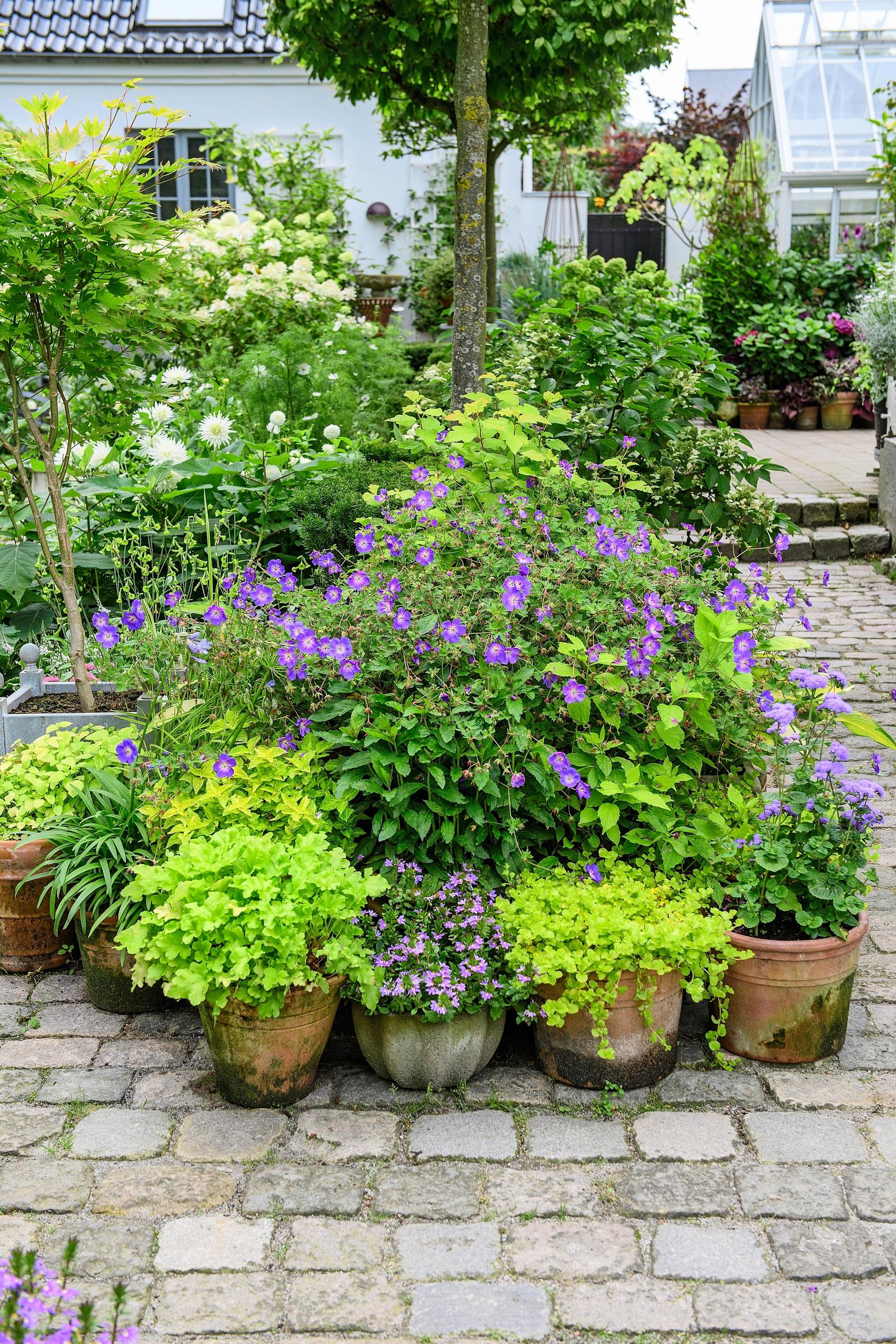 Blue container flowers in Claus Dalby’s container garden