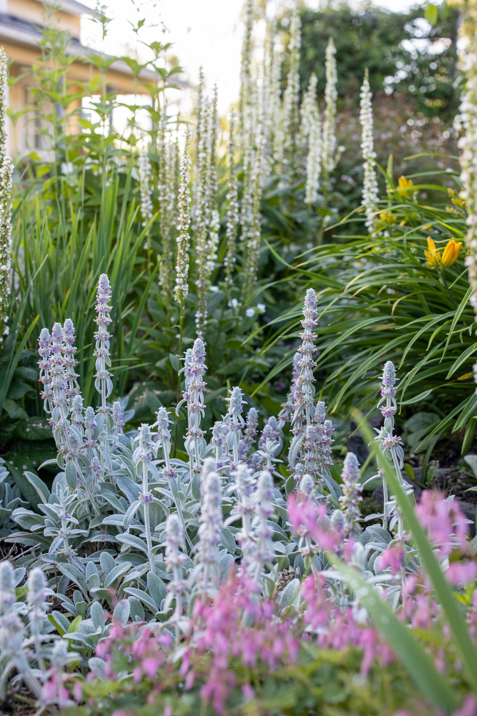 lamb's-ear