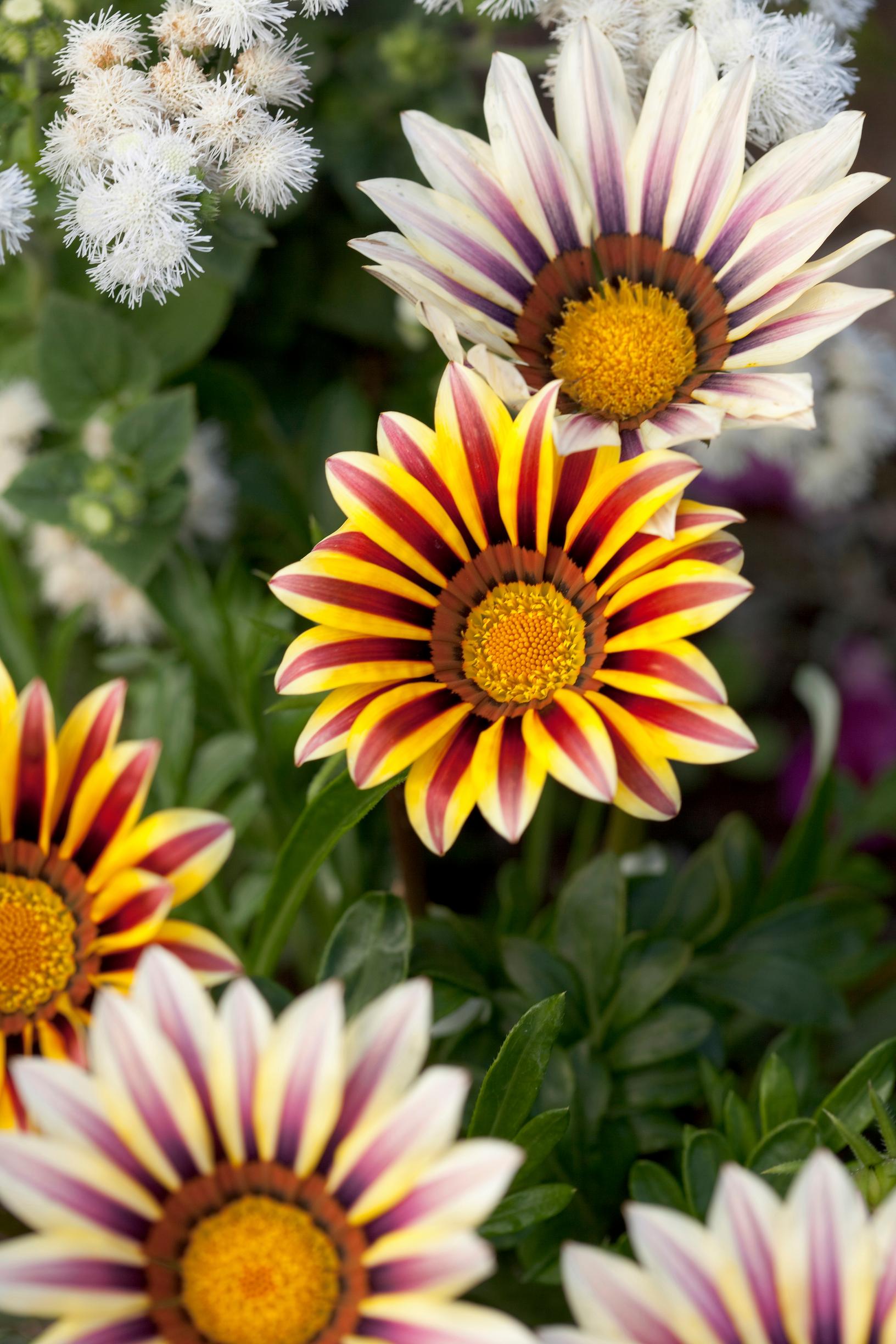Drought resistant flowers: Gazania, gazania