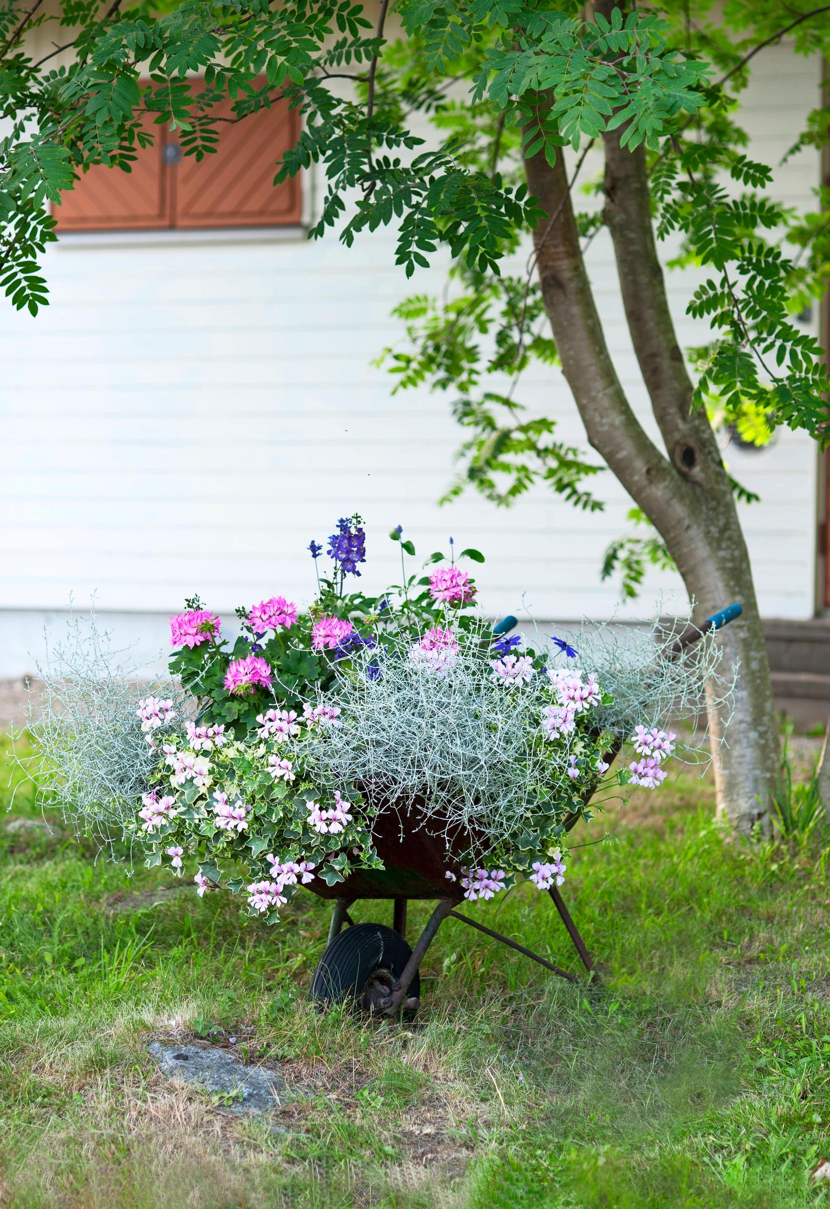 Summer flower ideas: in a wheelbarrow in a garden