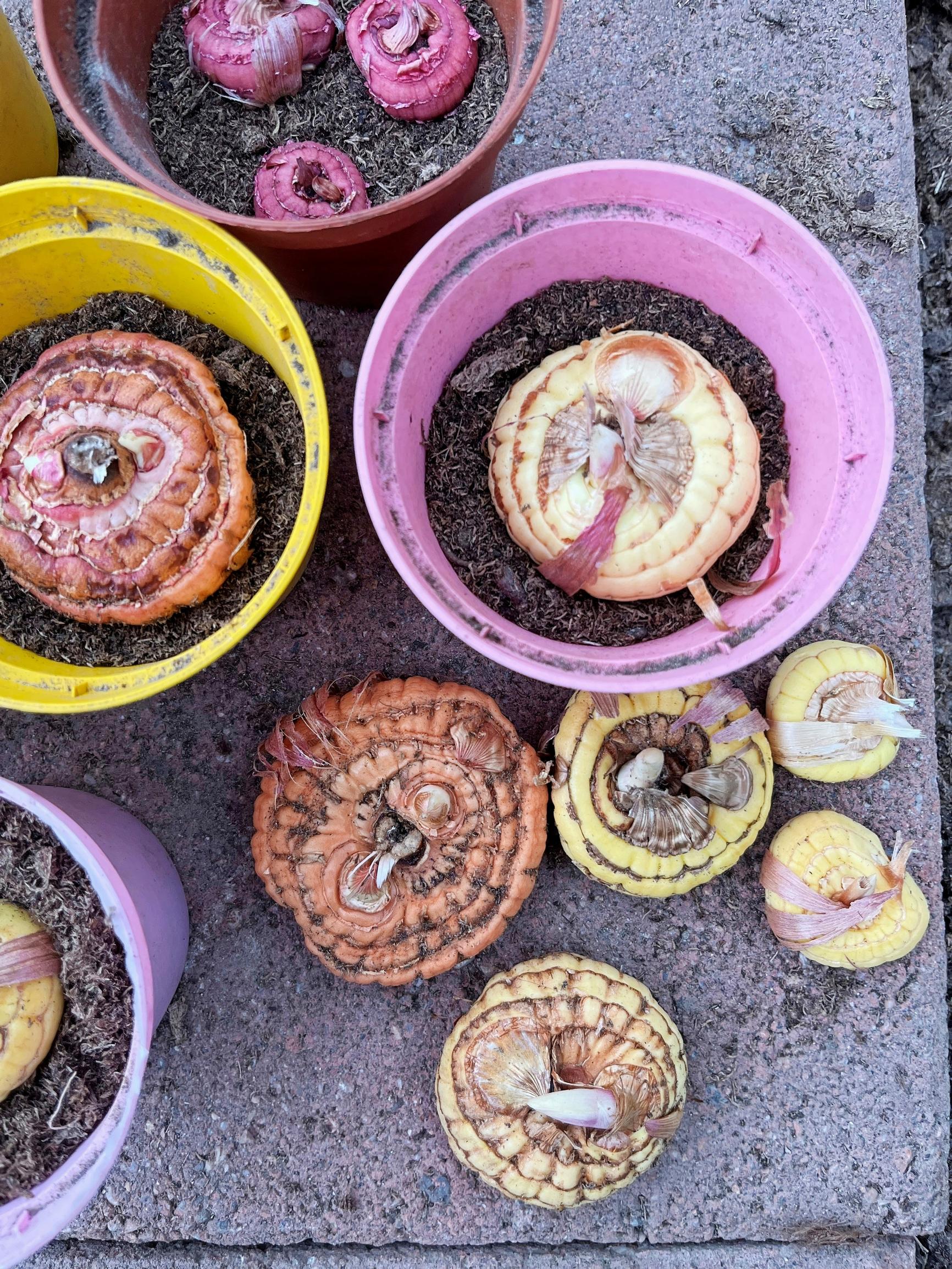 Overwintering gladiolus corms