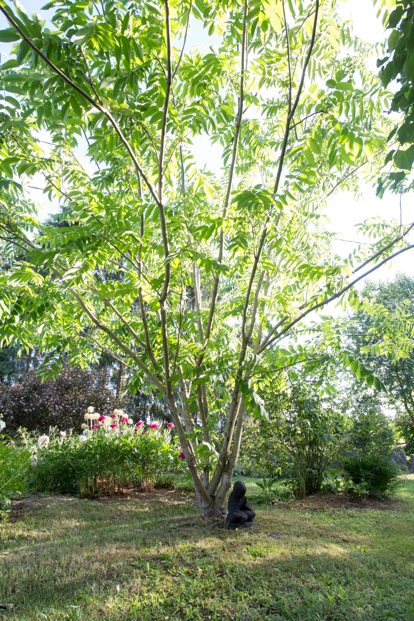 Juglans mandshurica