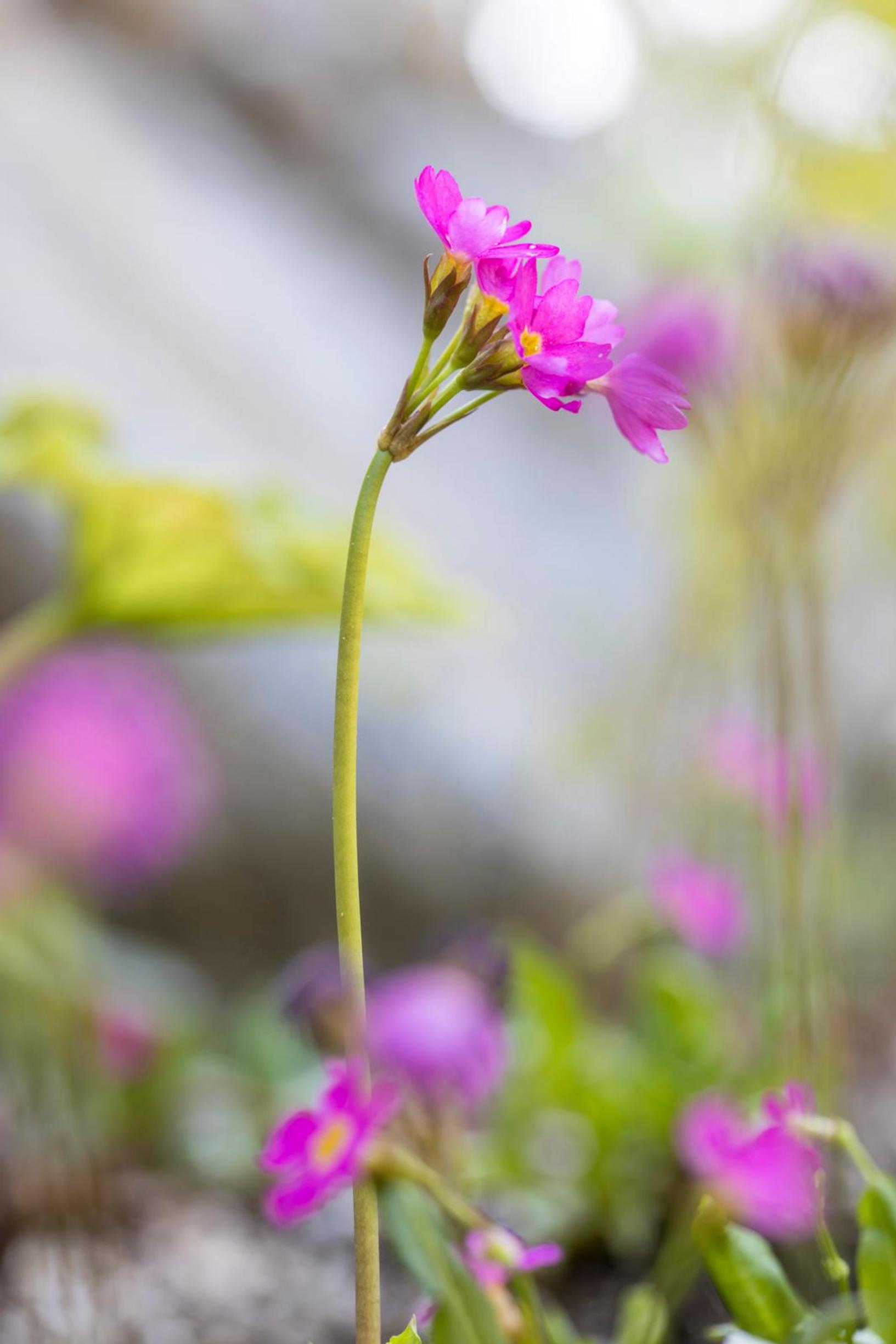 Primrose is more versatile than its reputation: Himalayan primrose ‘Gigas’ Primula rosea