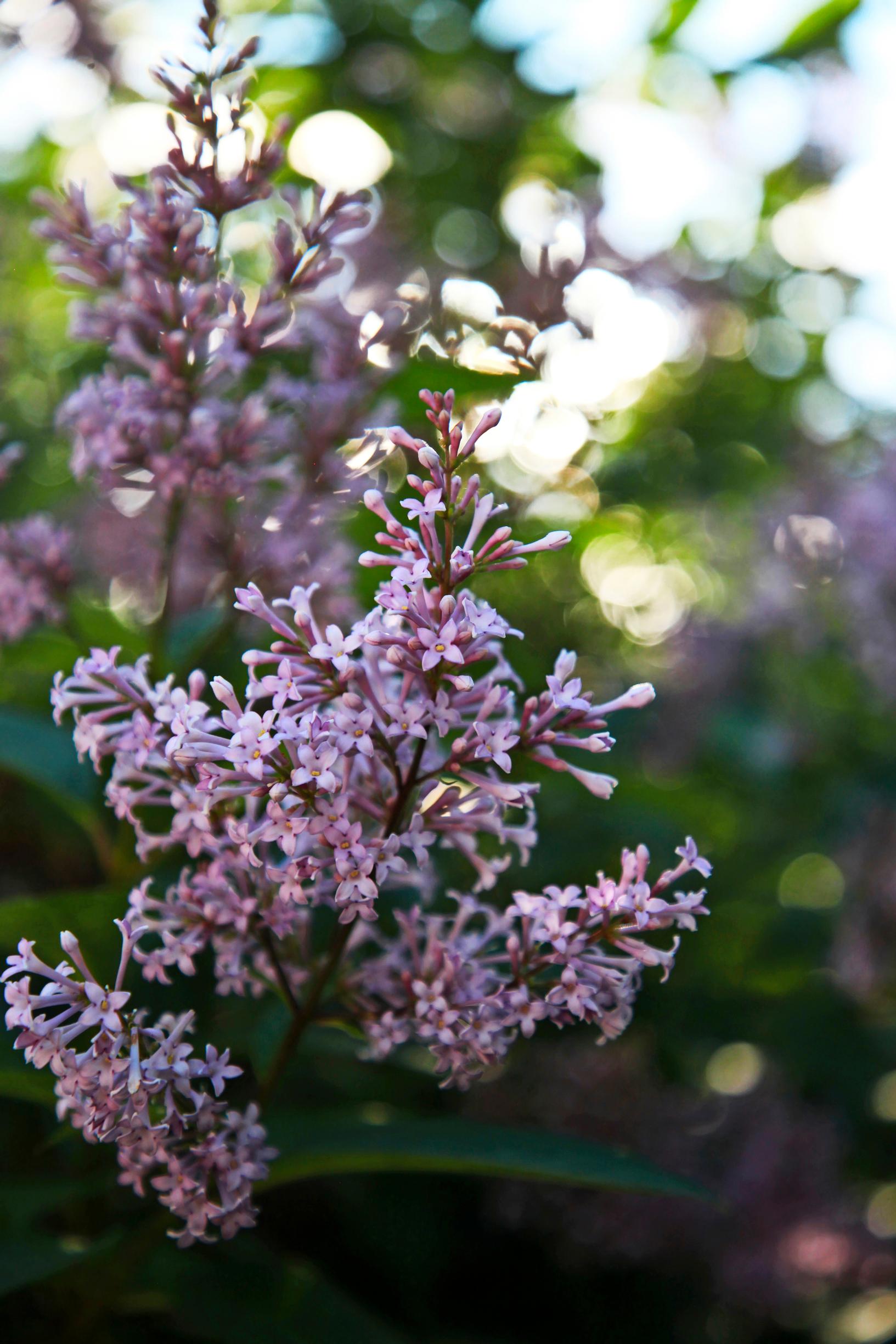 Hungarian lilacs bloom later than common lilacs.