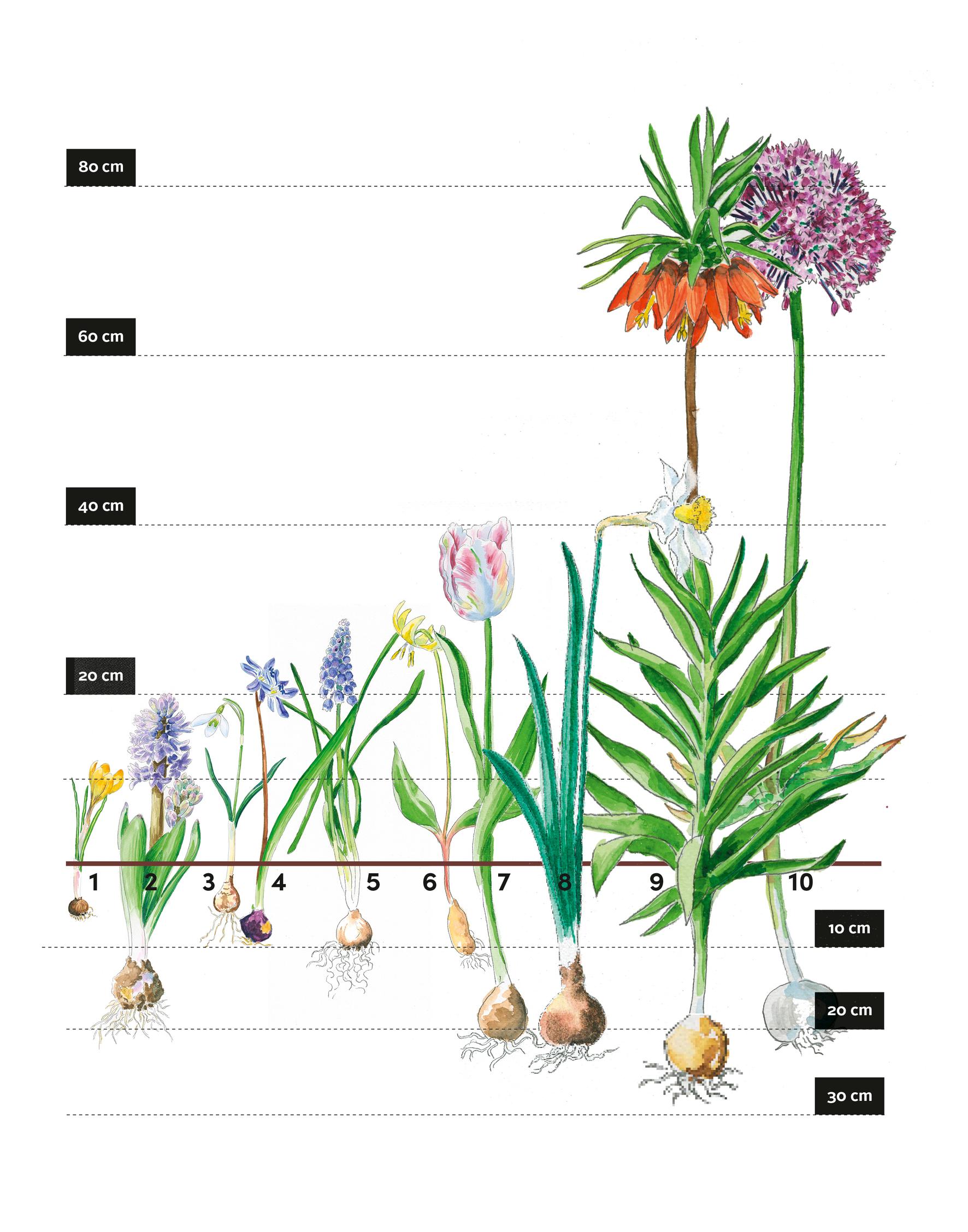 Flowering times and planting depths for bulb flowers