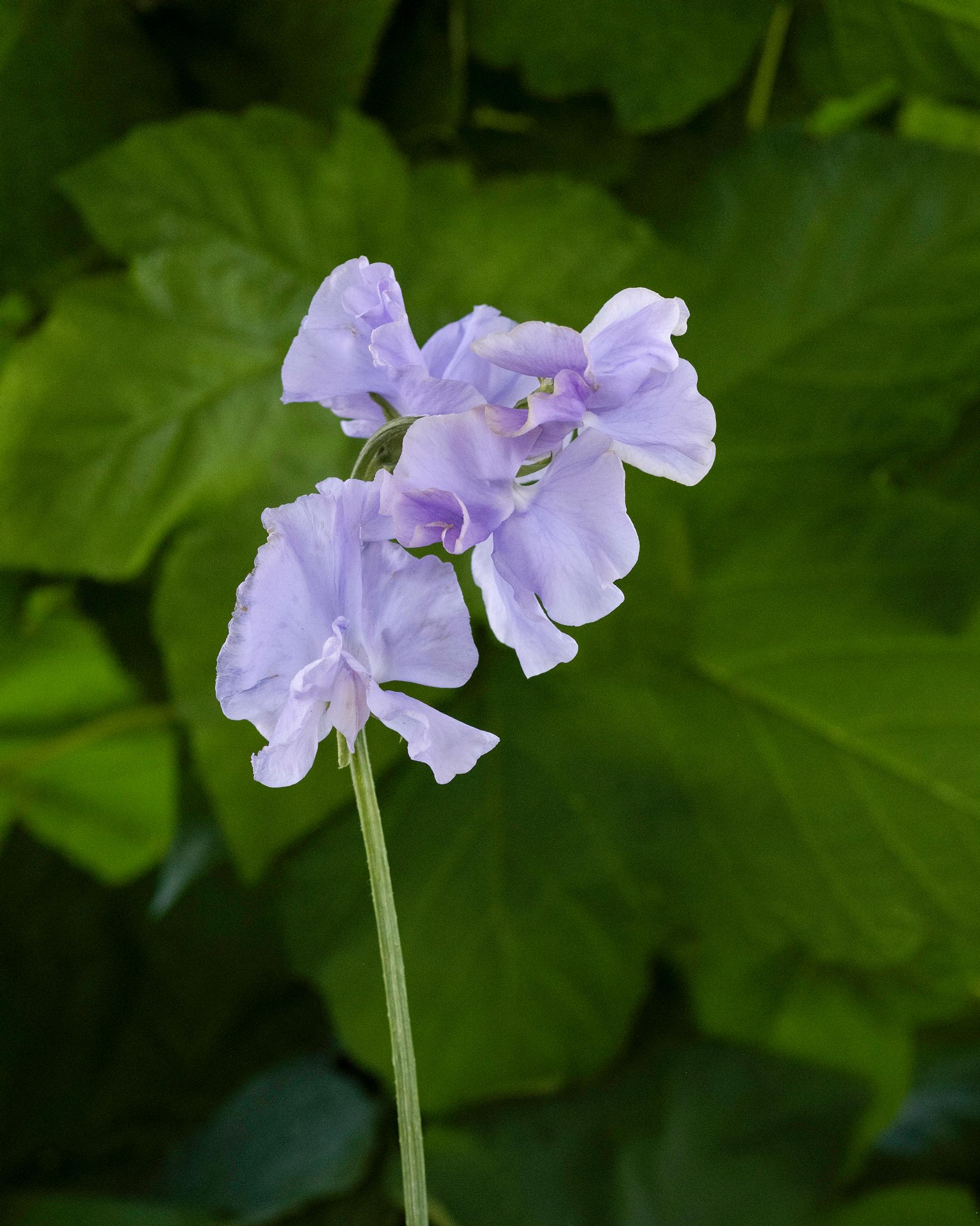 Sweet pea 'Charlie’s Angel'.