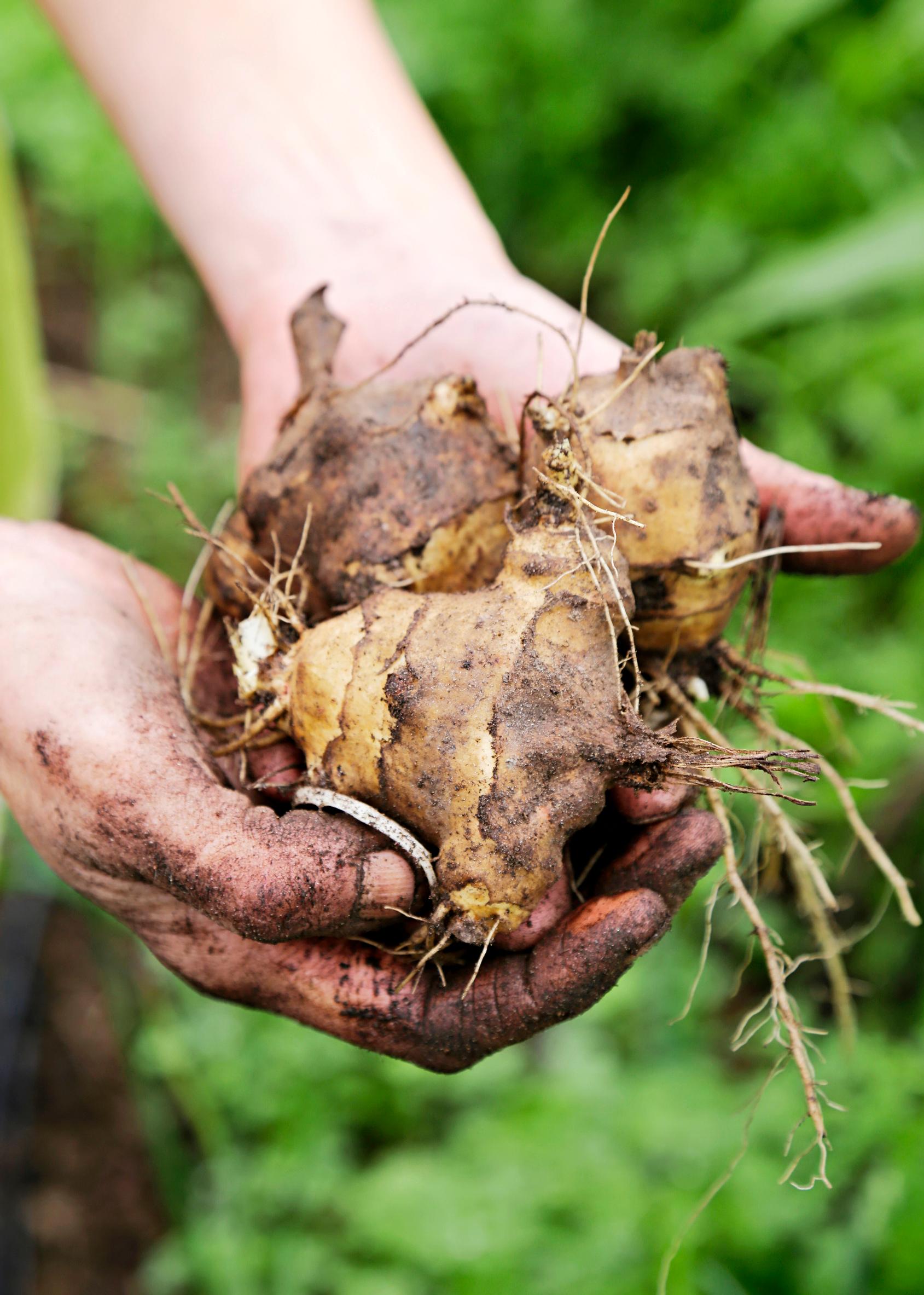 jerusalem artichoke tubers in hands