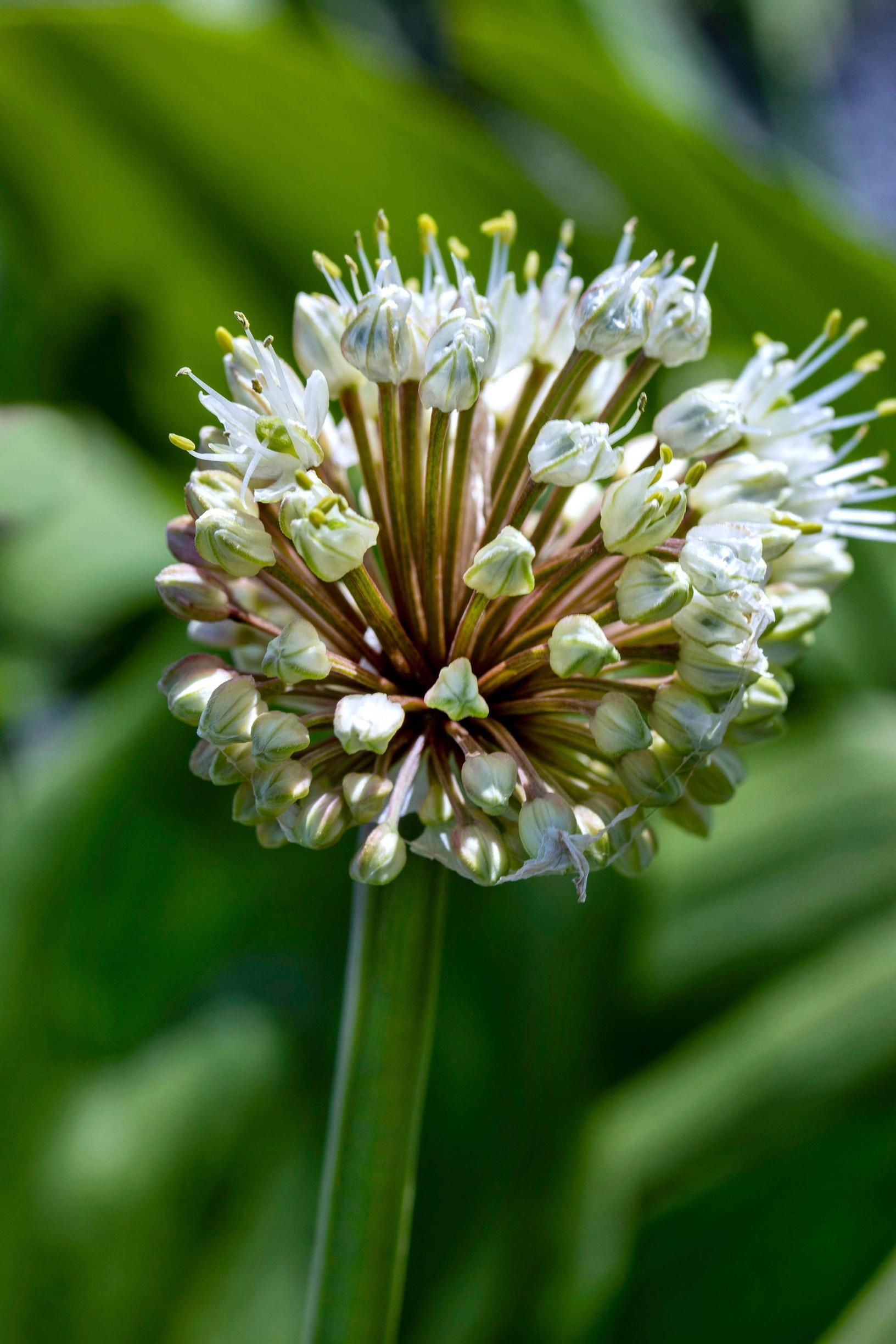 siberian onion