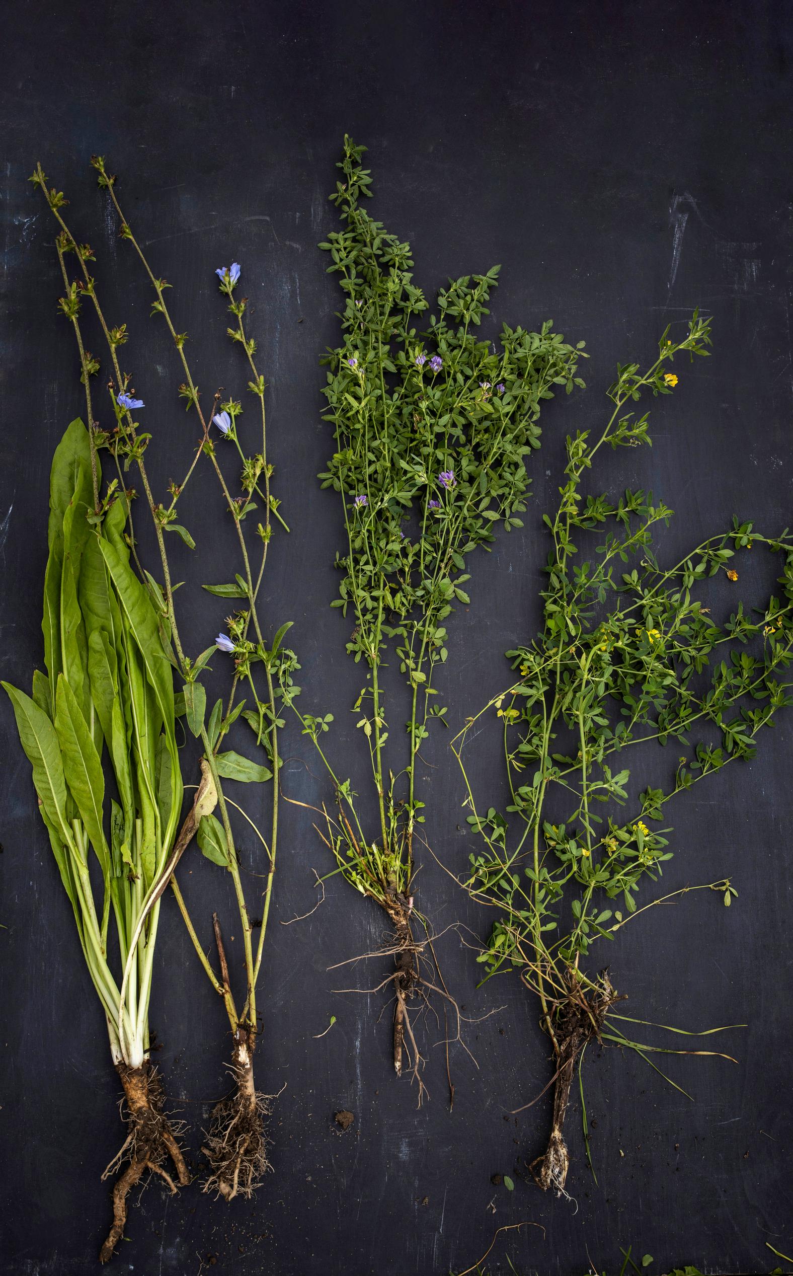 green manure crops