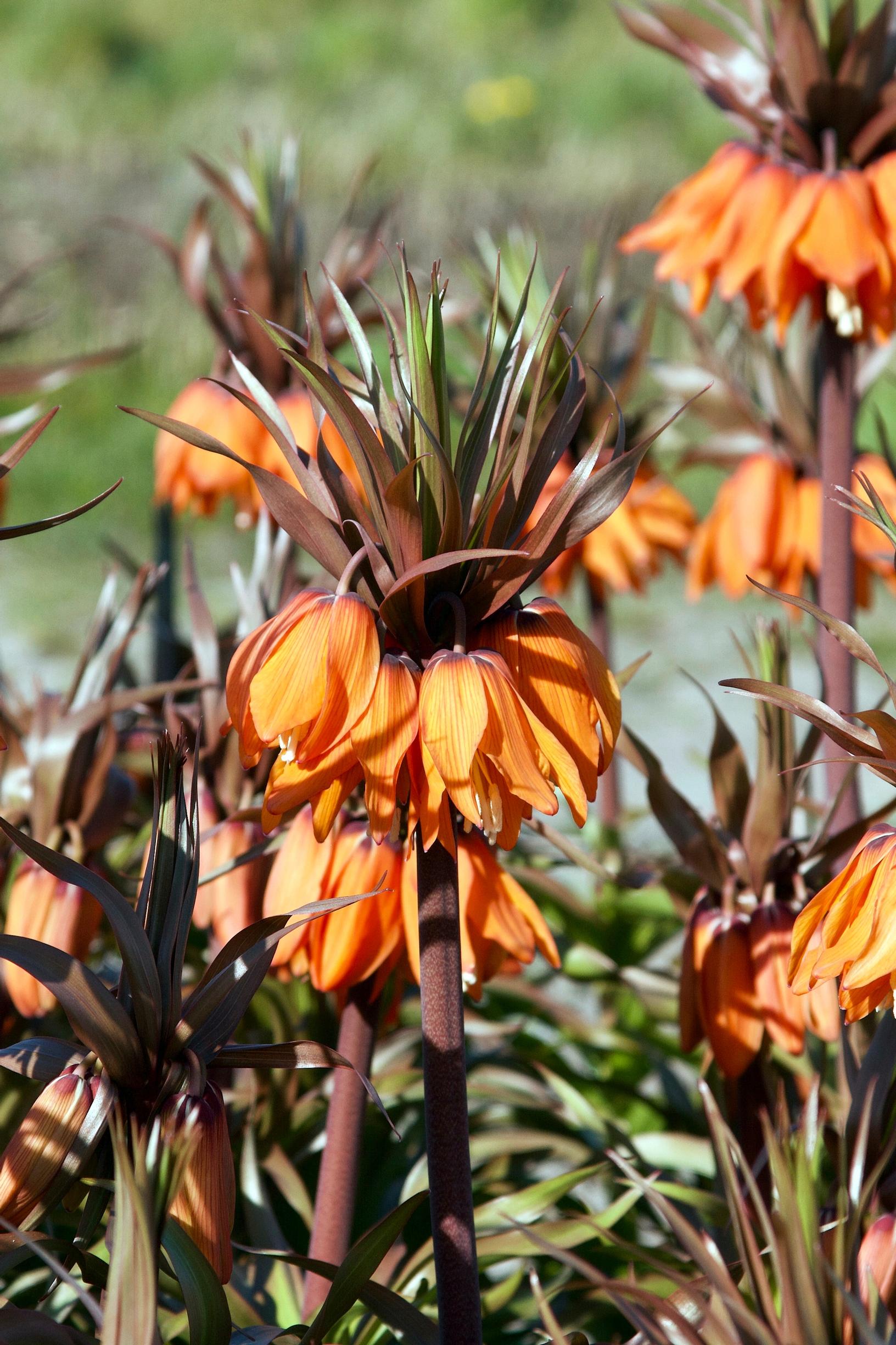 Crown imperial ’Sunset’