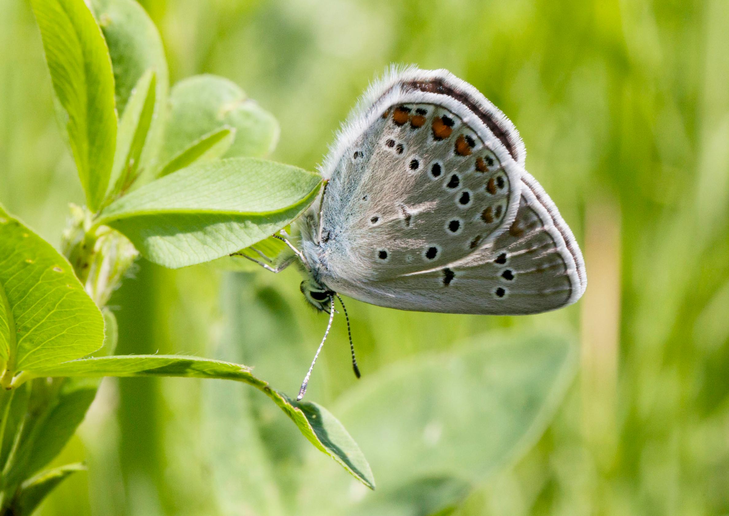 Gossamer-winged butterfly
