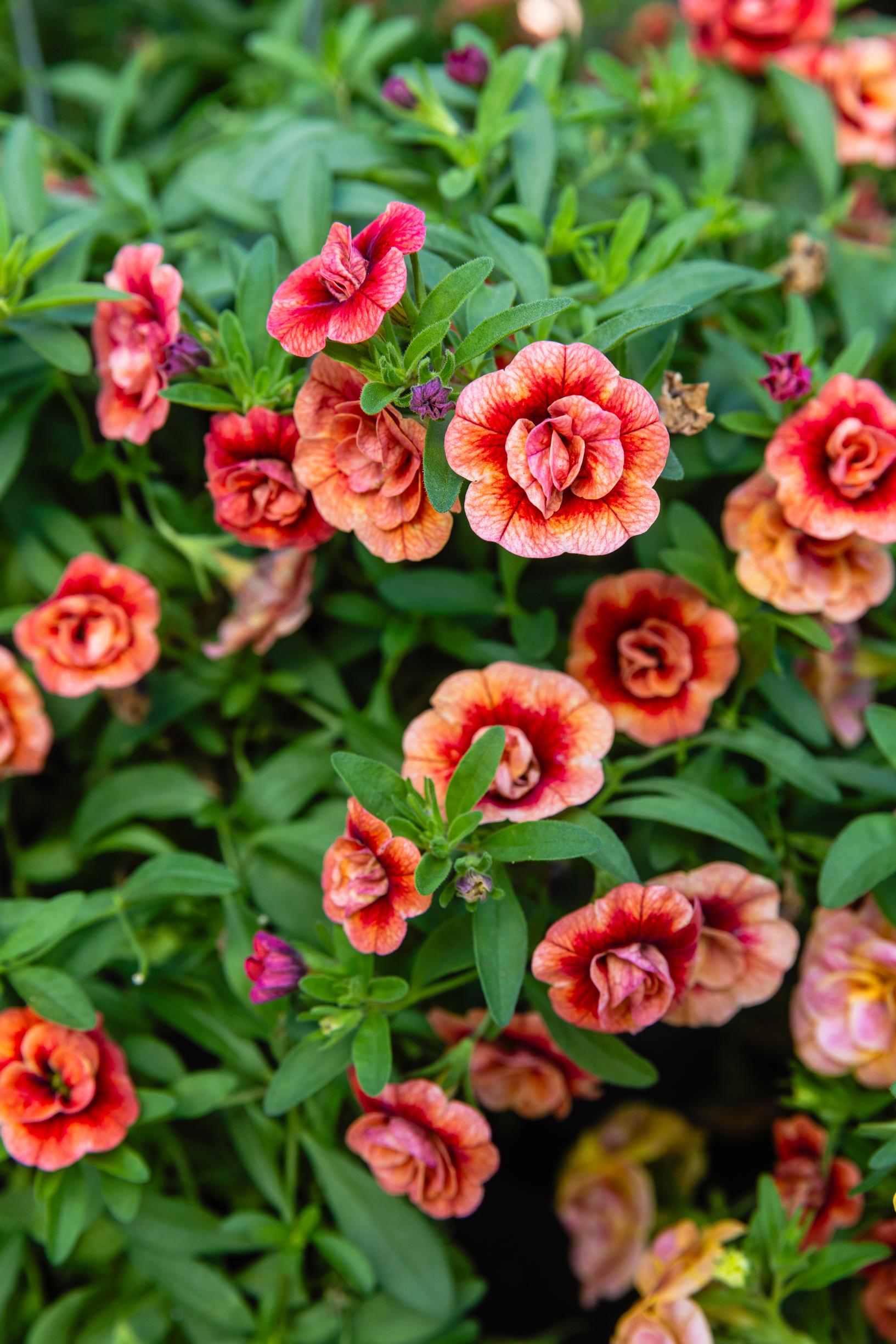 Million bells (Calibrachoa)