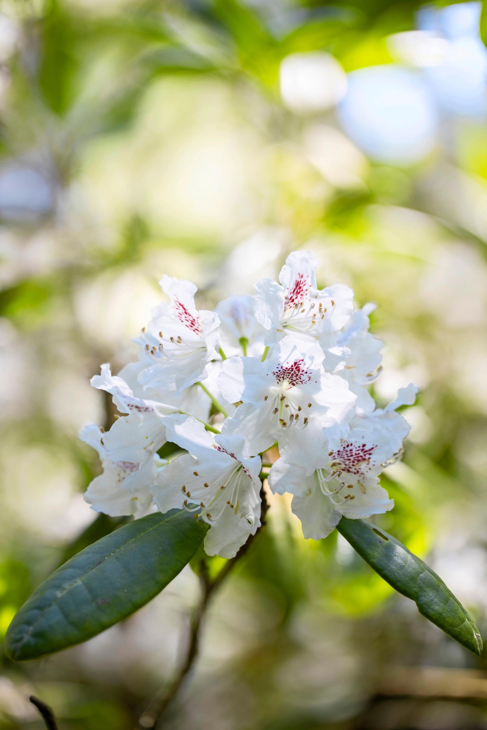 The rhododendron ‘P.M.A. Tigerstedt,’ named for Peter Tigerstedt