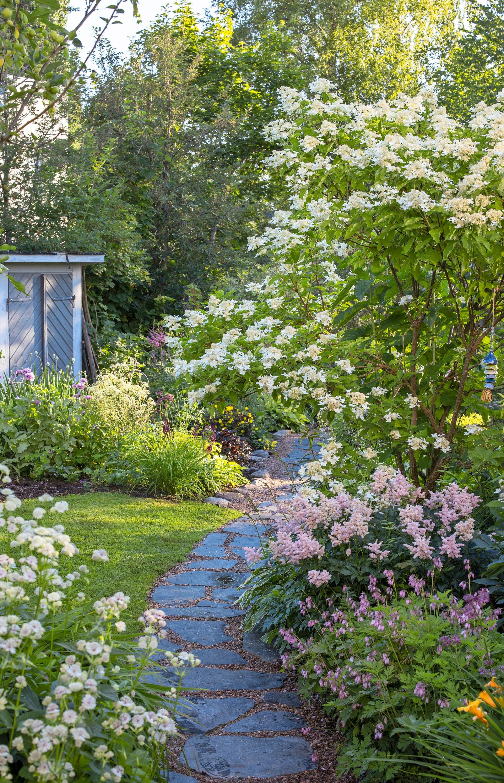 the garden of an old villa in Oulu: under the moonlight hydrangea grow astilbe ‘Erika’ and bleeding heart.