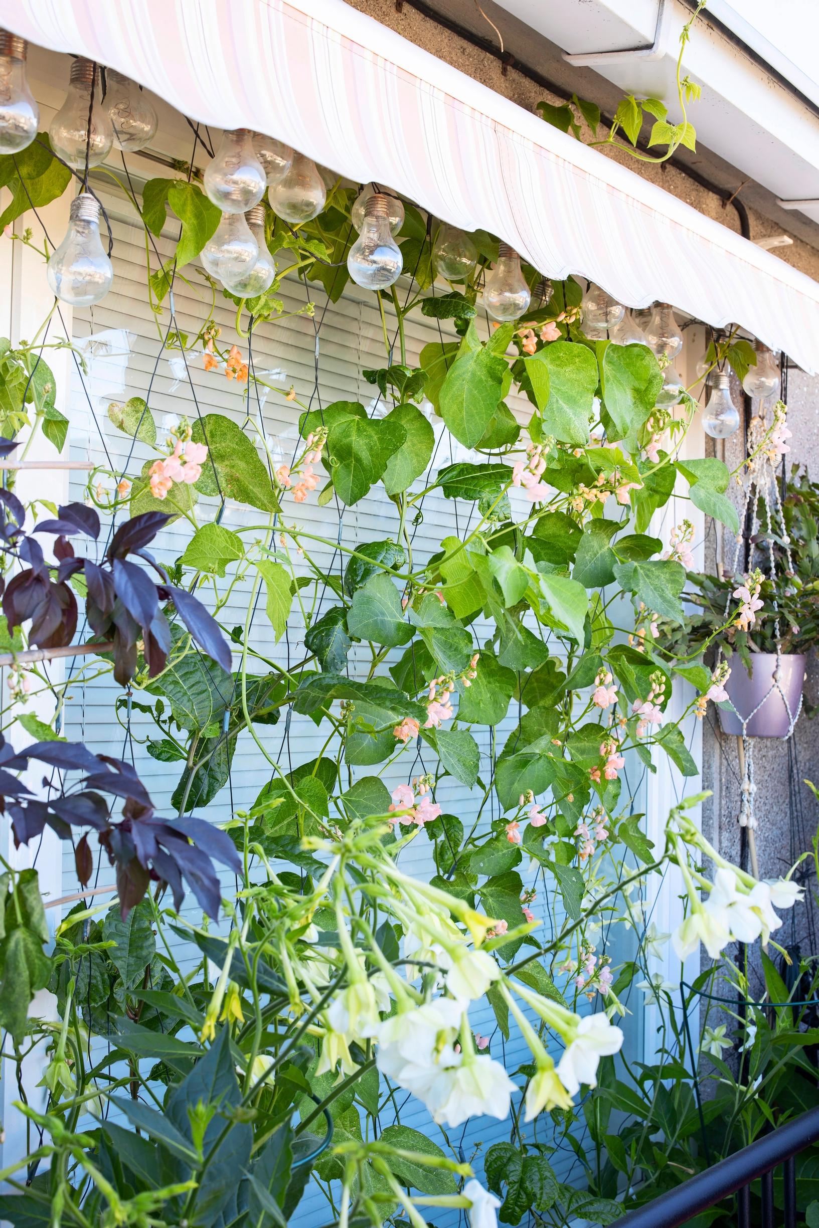 Balcony garden: Runner beans and ornamental apple tree