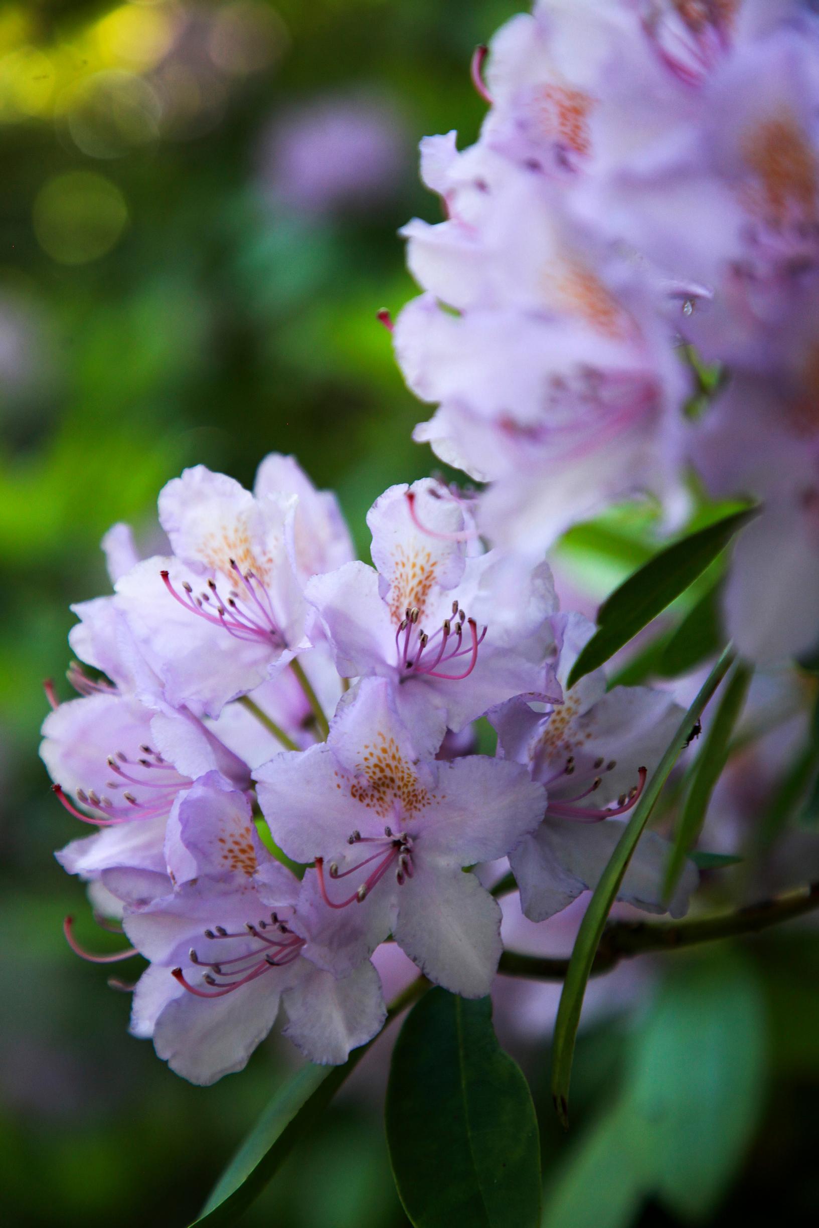 Rhododendrons are an essential part of 1970s garden style.