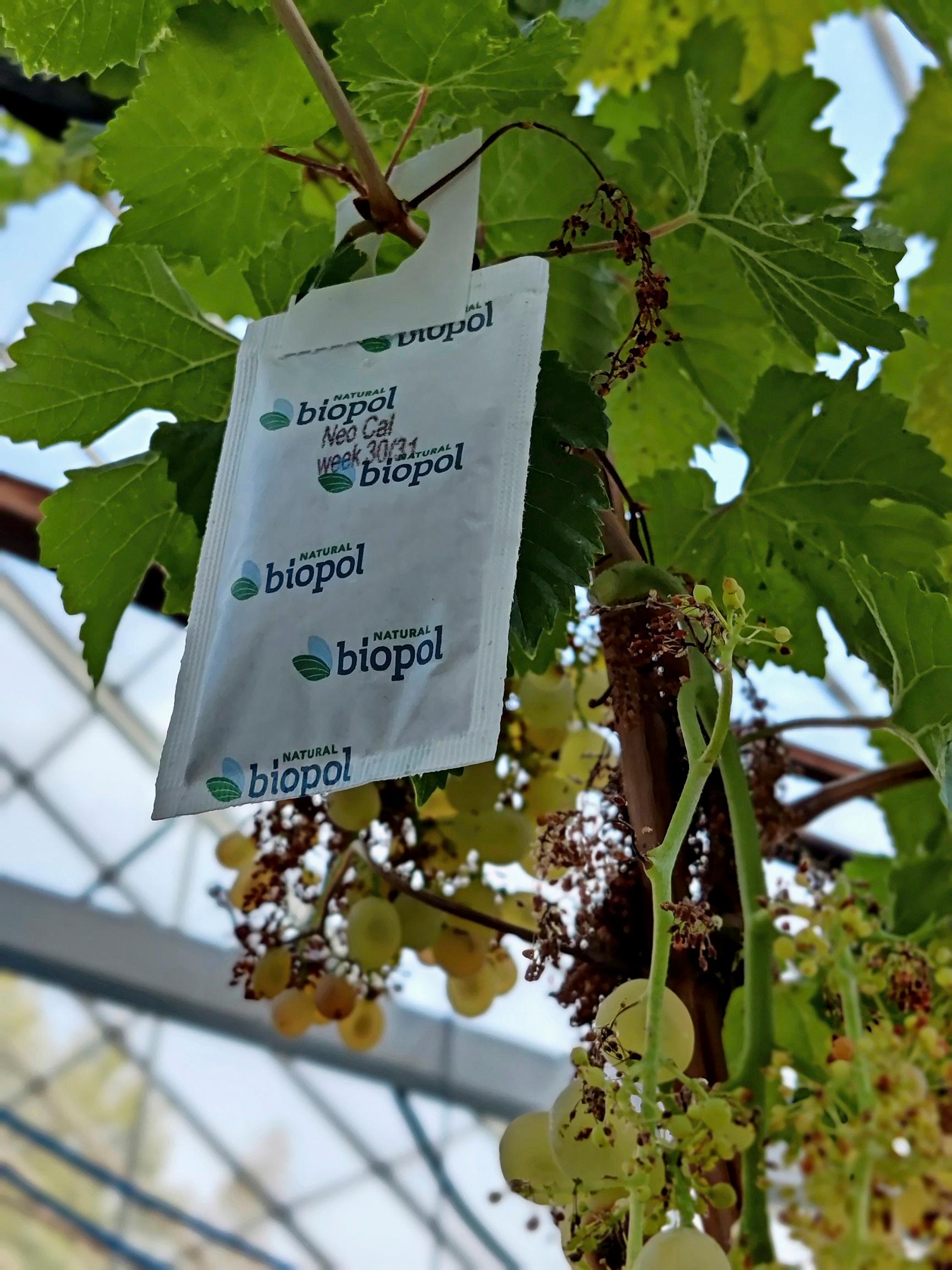 Biological pest control and houseplants