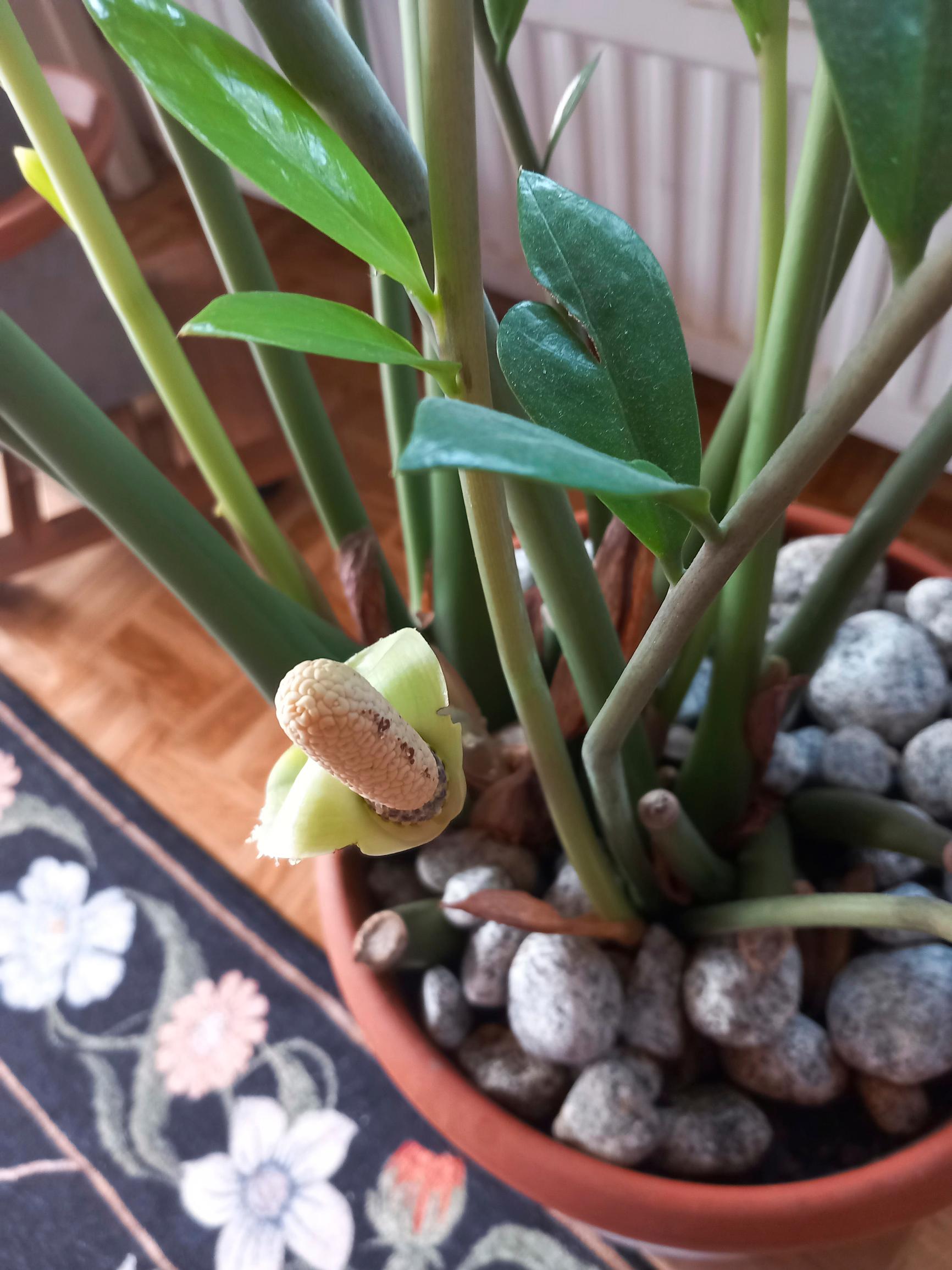 Zanzibar gem in a pot
