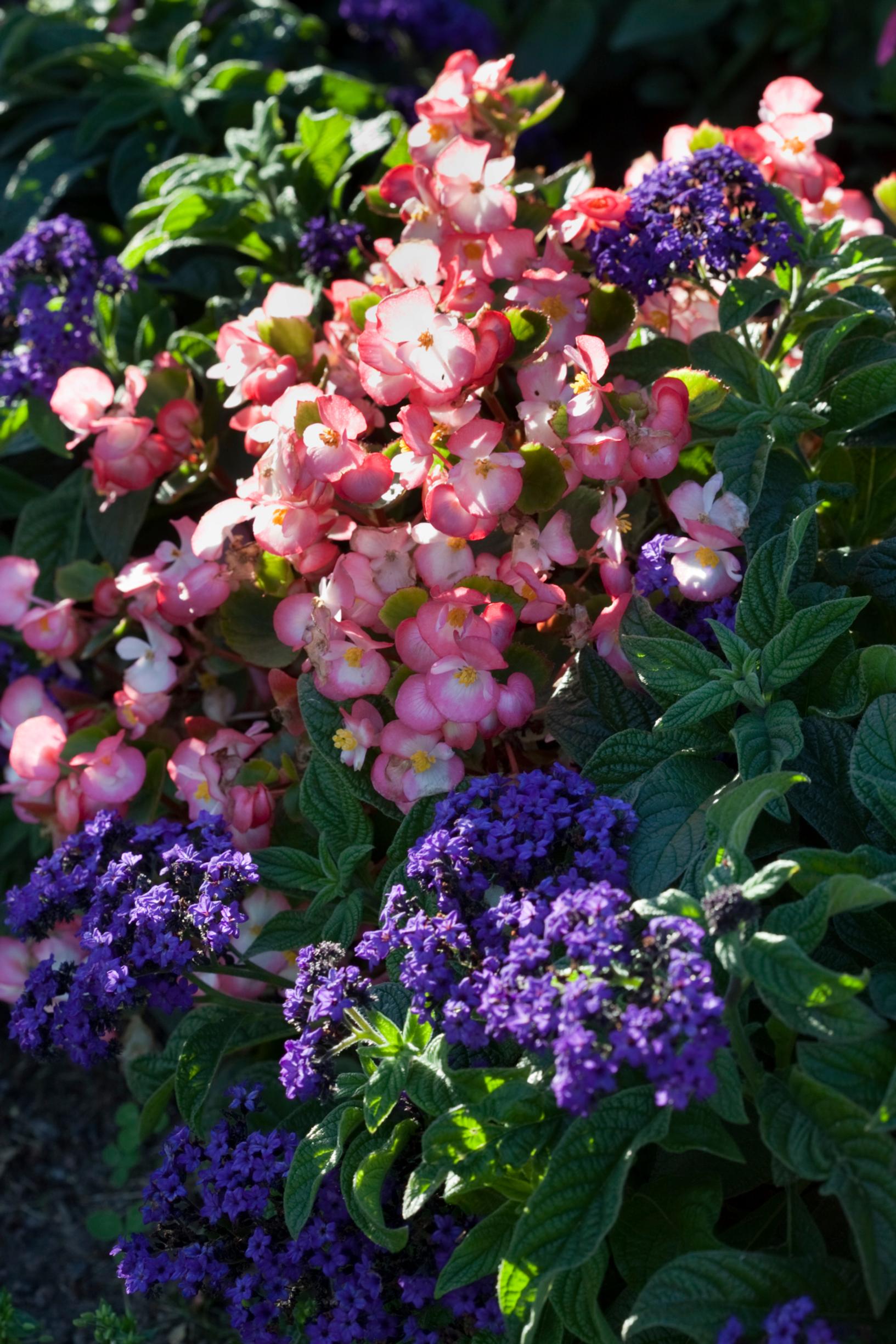 A deep purple heliotrope accompanied by pale pink wax begonia.