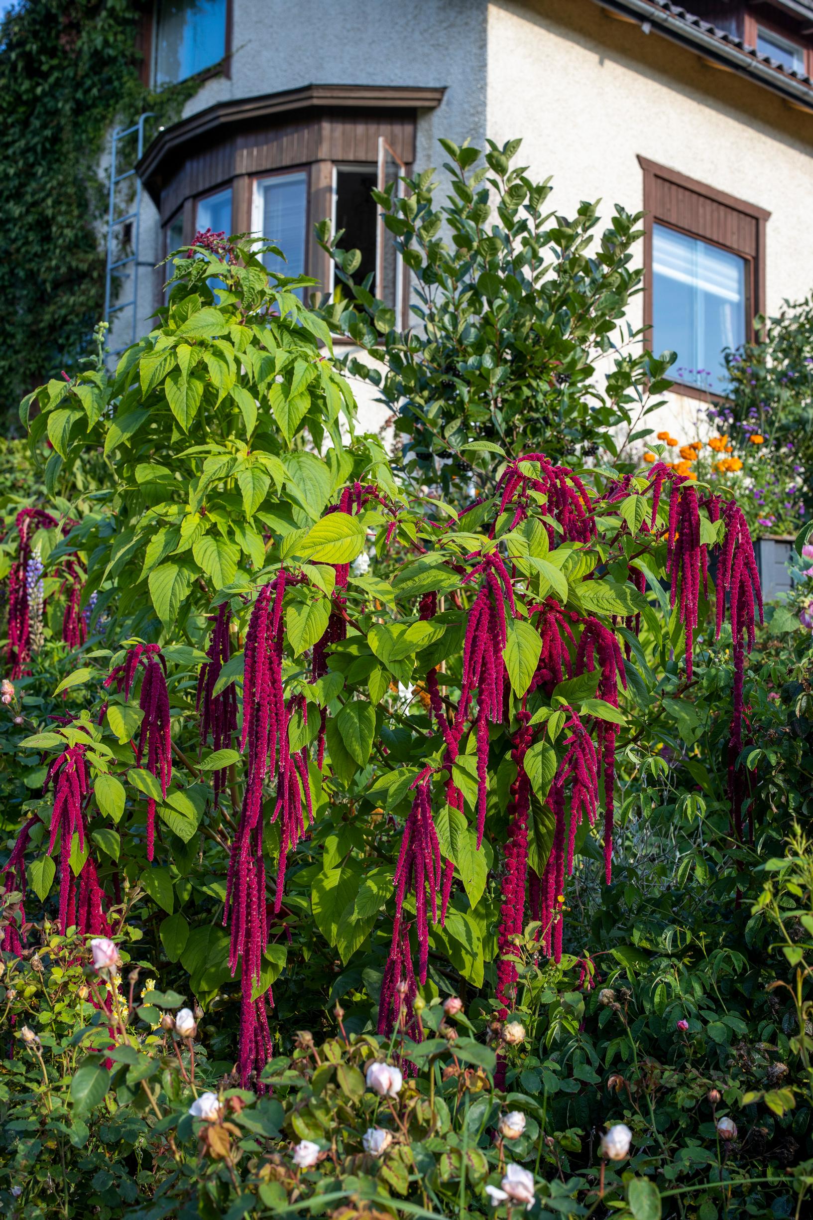 Red amaranth