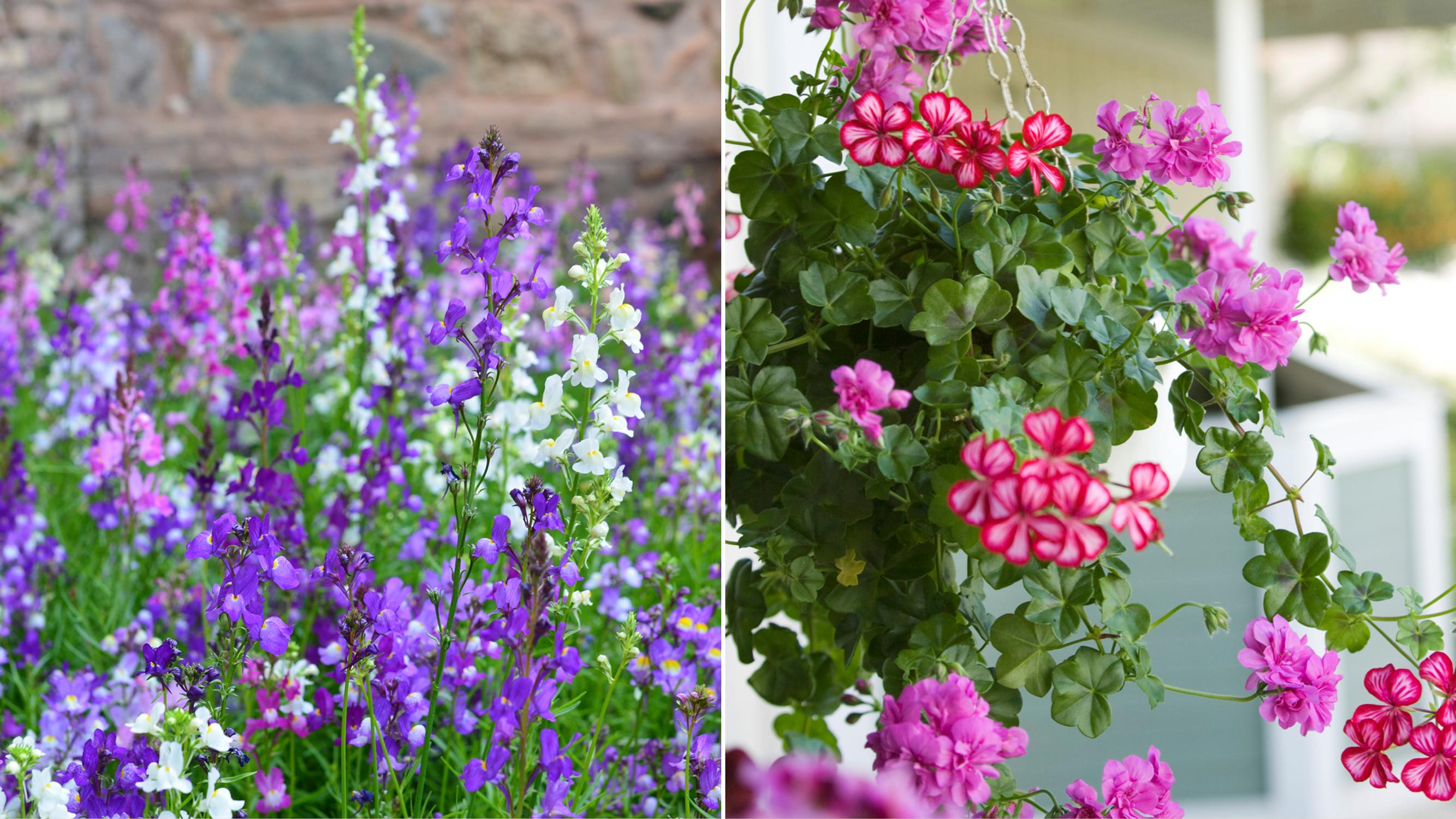Laid-back watering? 11 drought resistant flowers that won’t wilt if the soil dries out