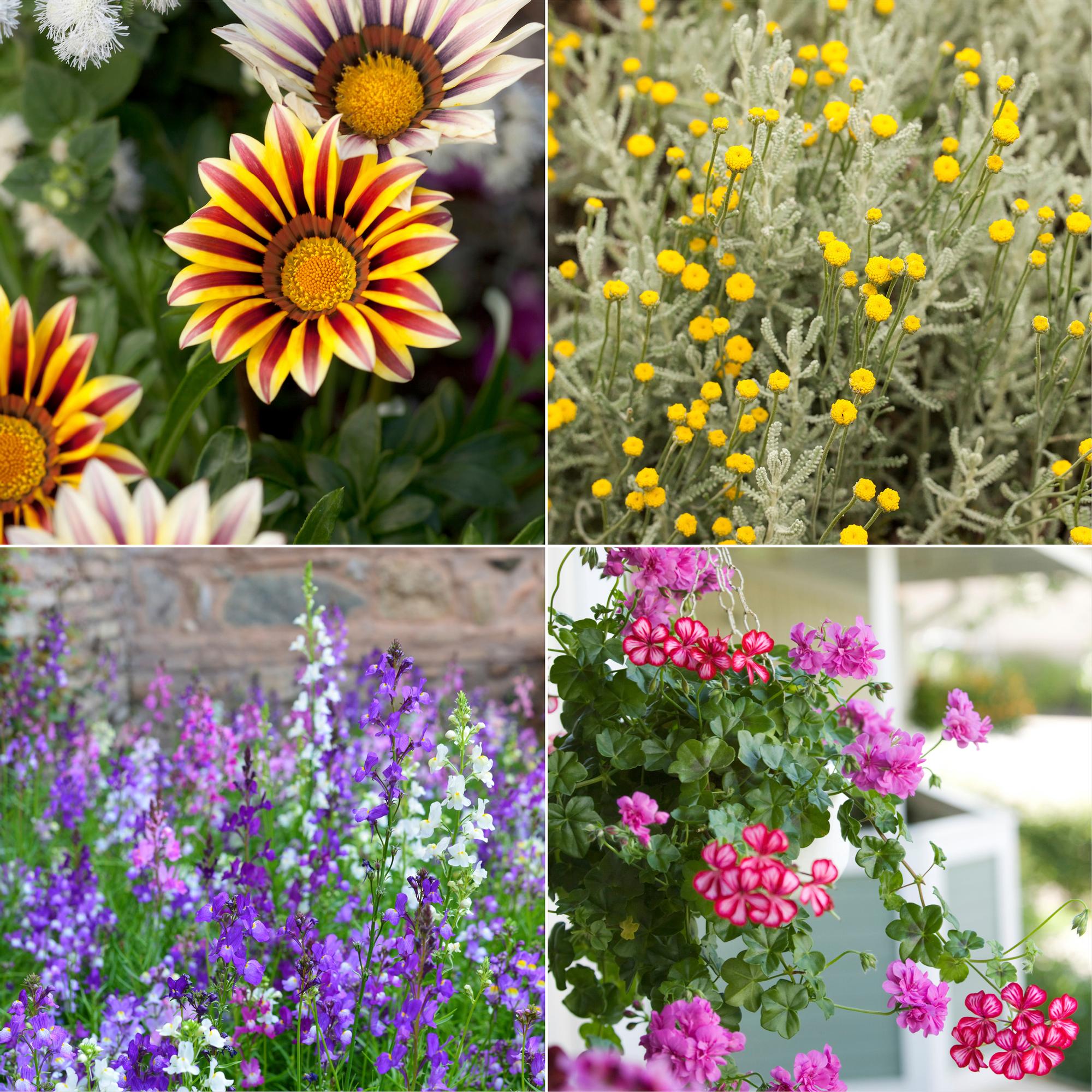 Laid-back watering? 11 drought resistant flowers that won’t wilt if the soil dries out