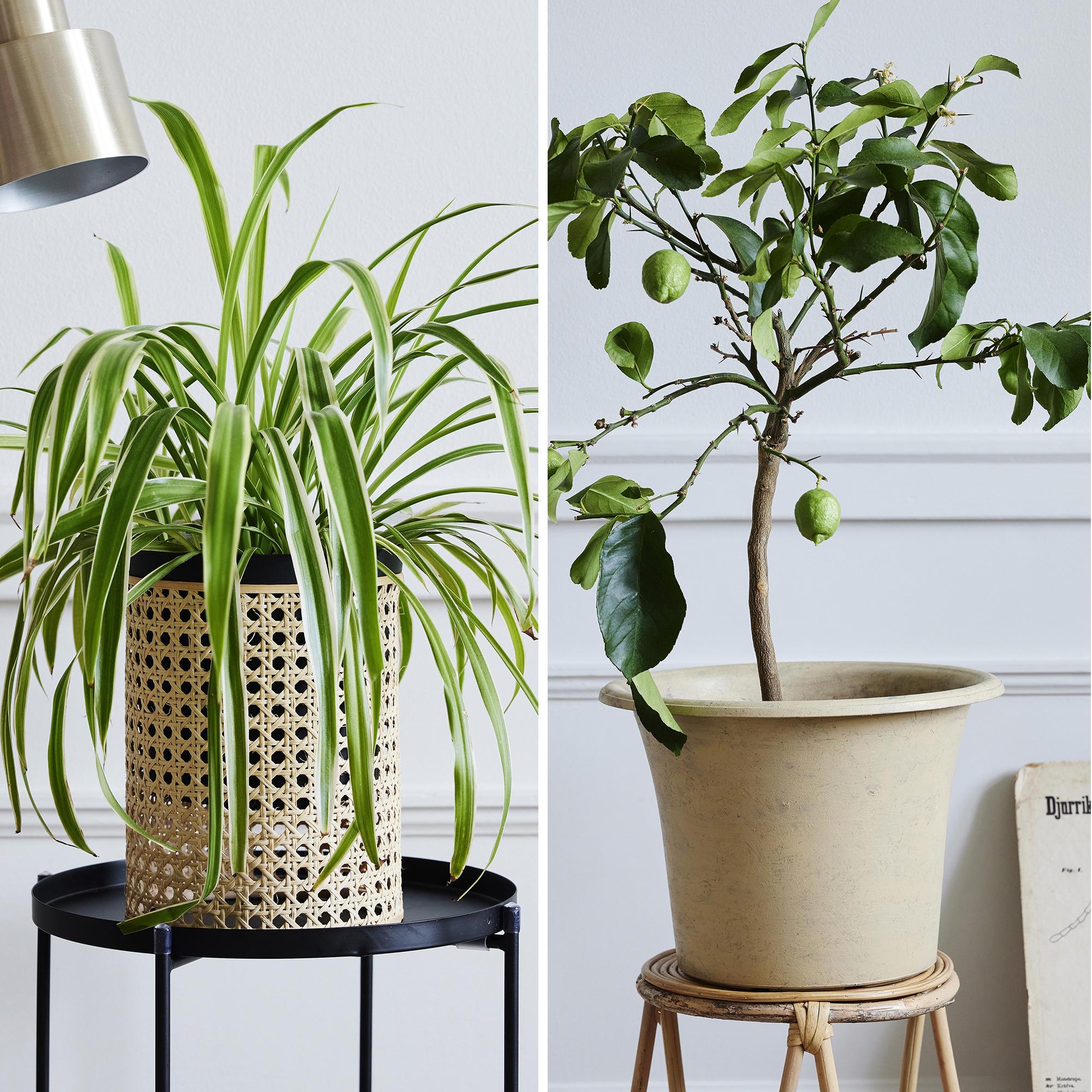 3 plastic pot makeovers—here’s how to easily revamp your dull store-bought pots