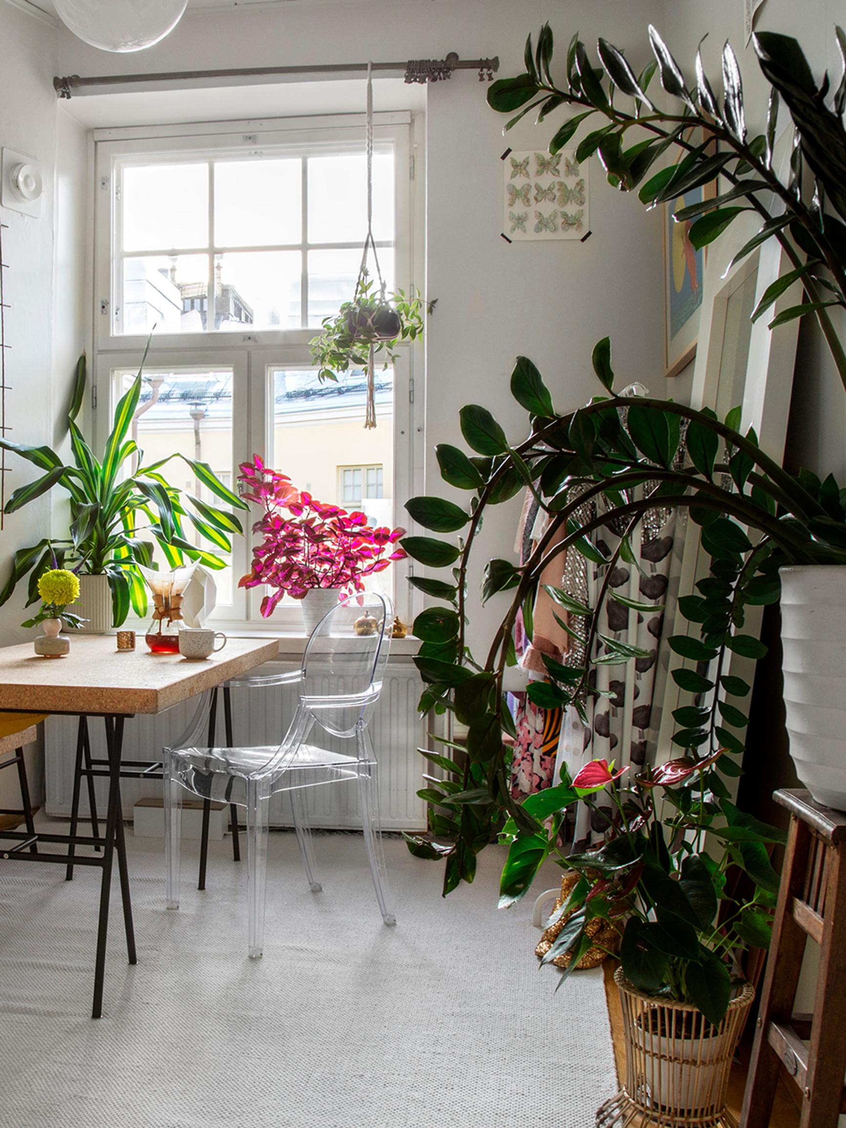 Zanzibar gem thrives even in dim corners—here’s how to care for it and propagate from rhizomes or cuttings