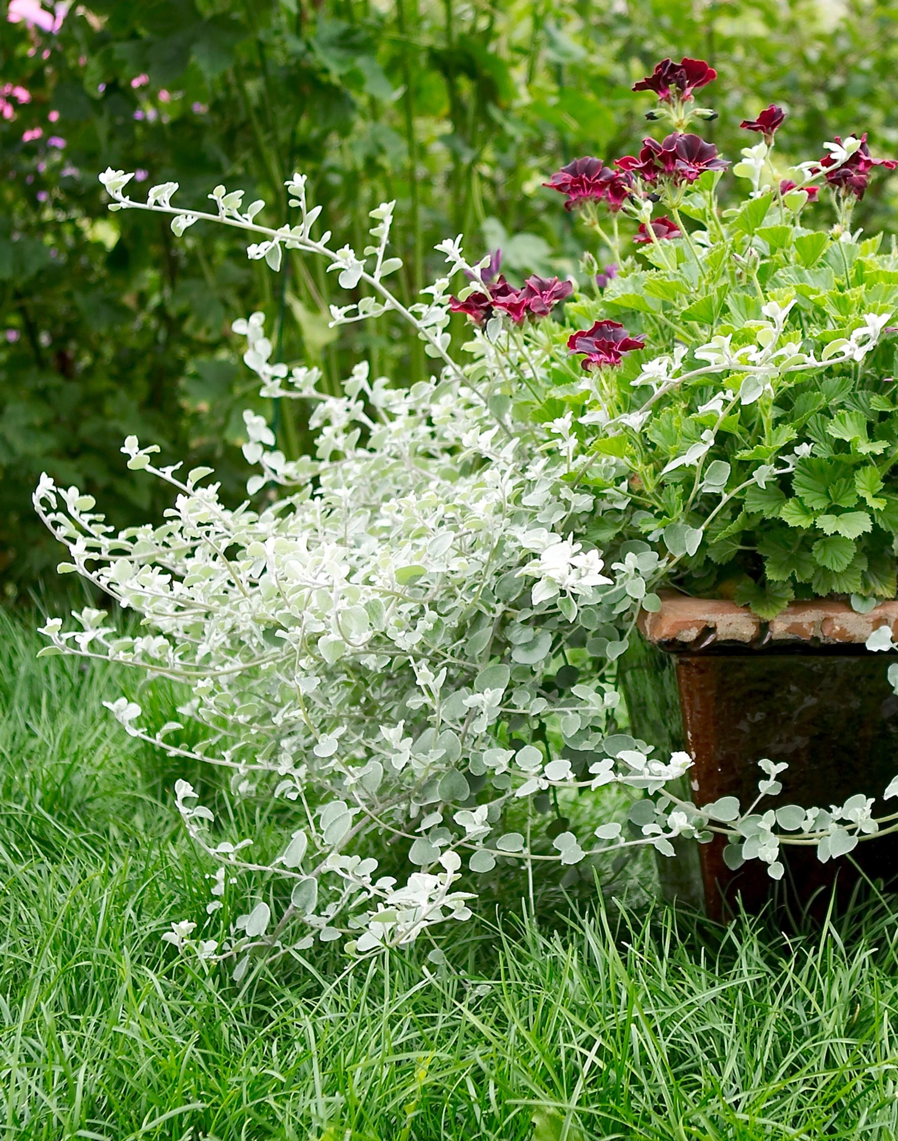 Drought resistant flowers: licorice plant, helichrysum petiolare