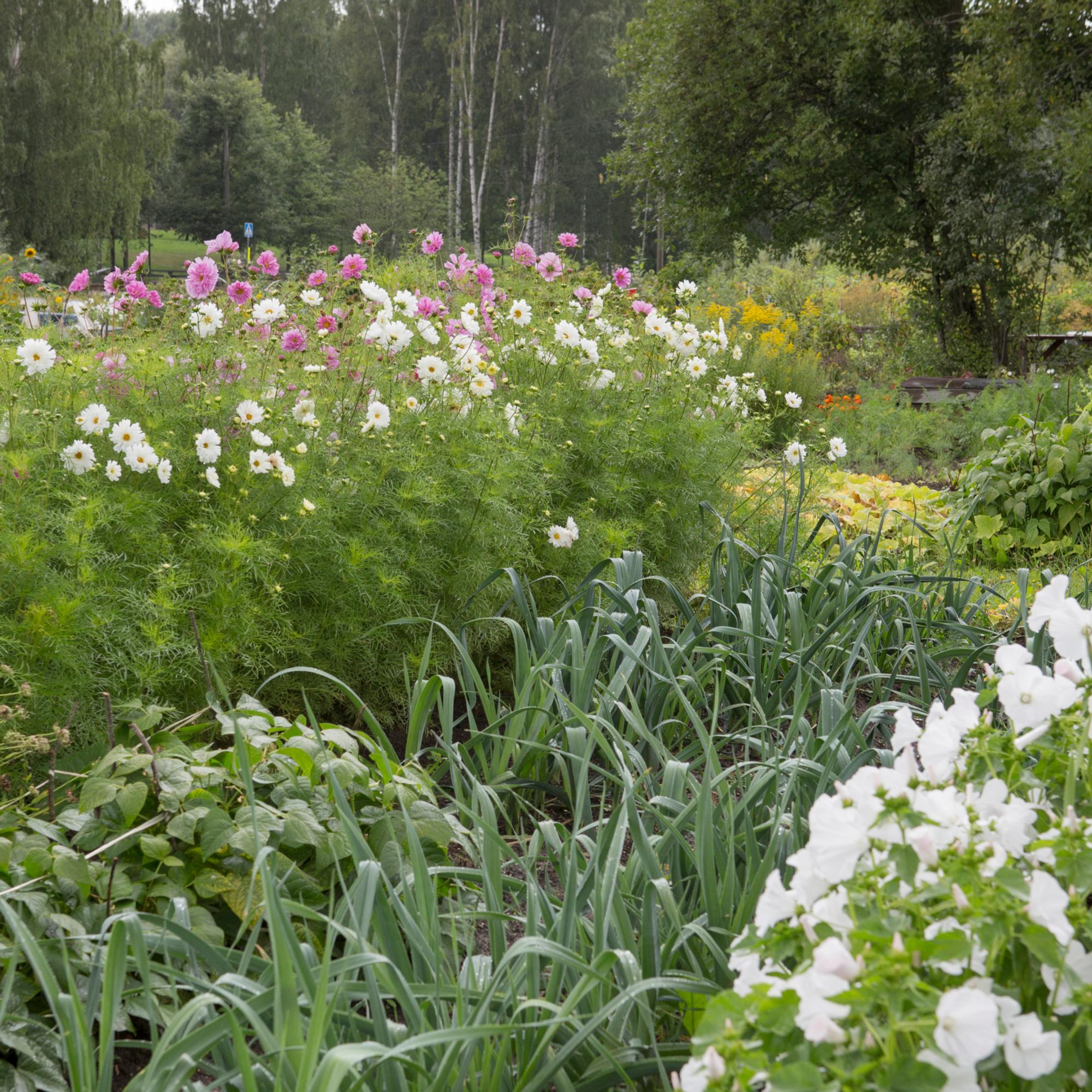 Mycorrhiza: the secret to thriving plants (but is it always worth it?)